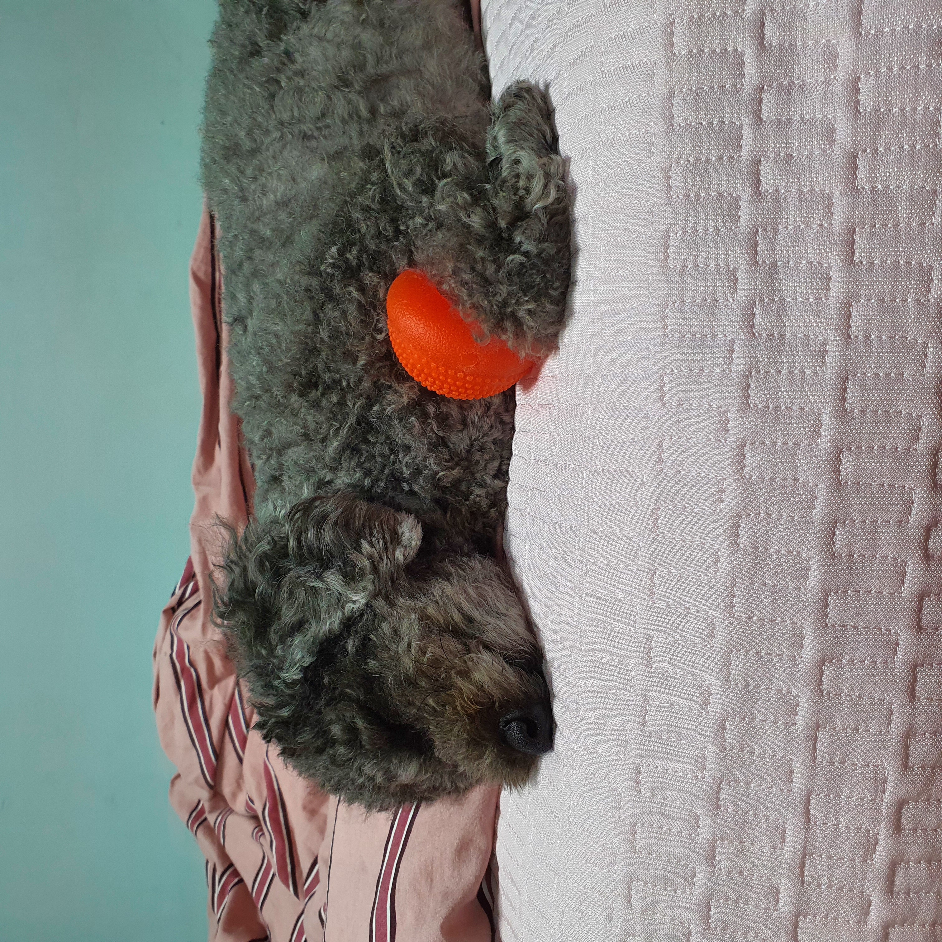 블랑 입양 3년차 후기