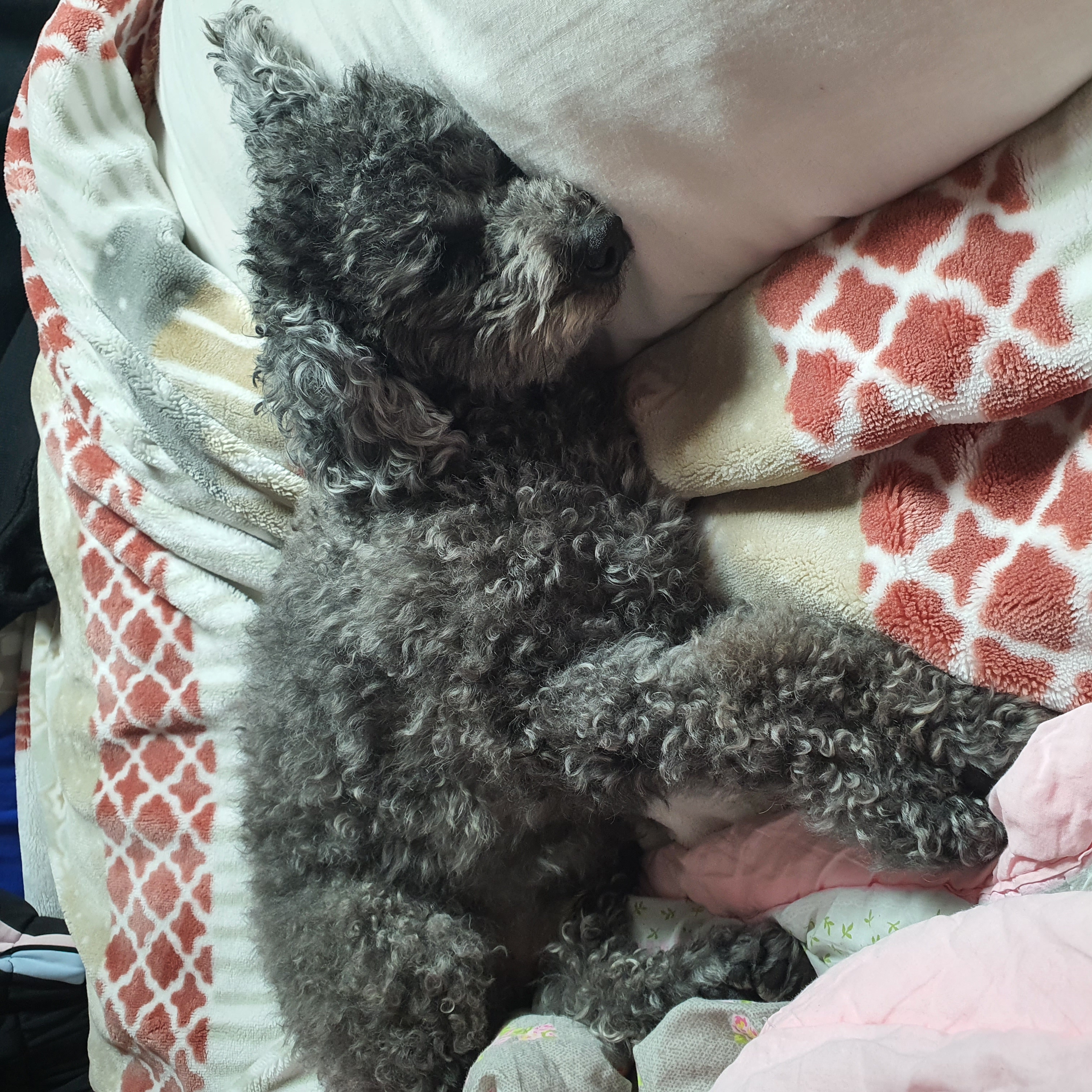 블랑 입양 3년차 후기