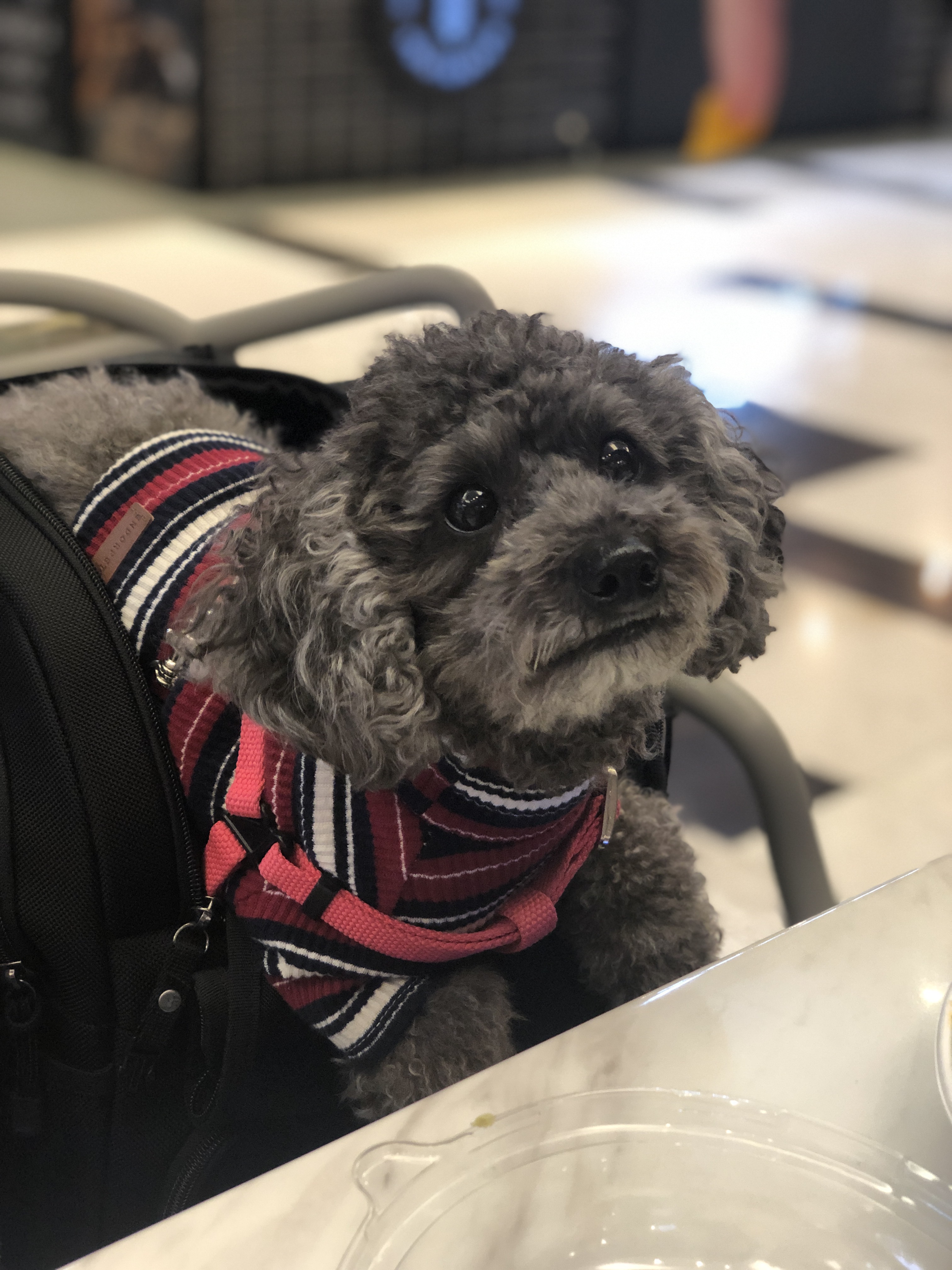 블랑 입양 3년차 후기