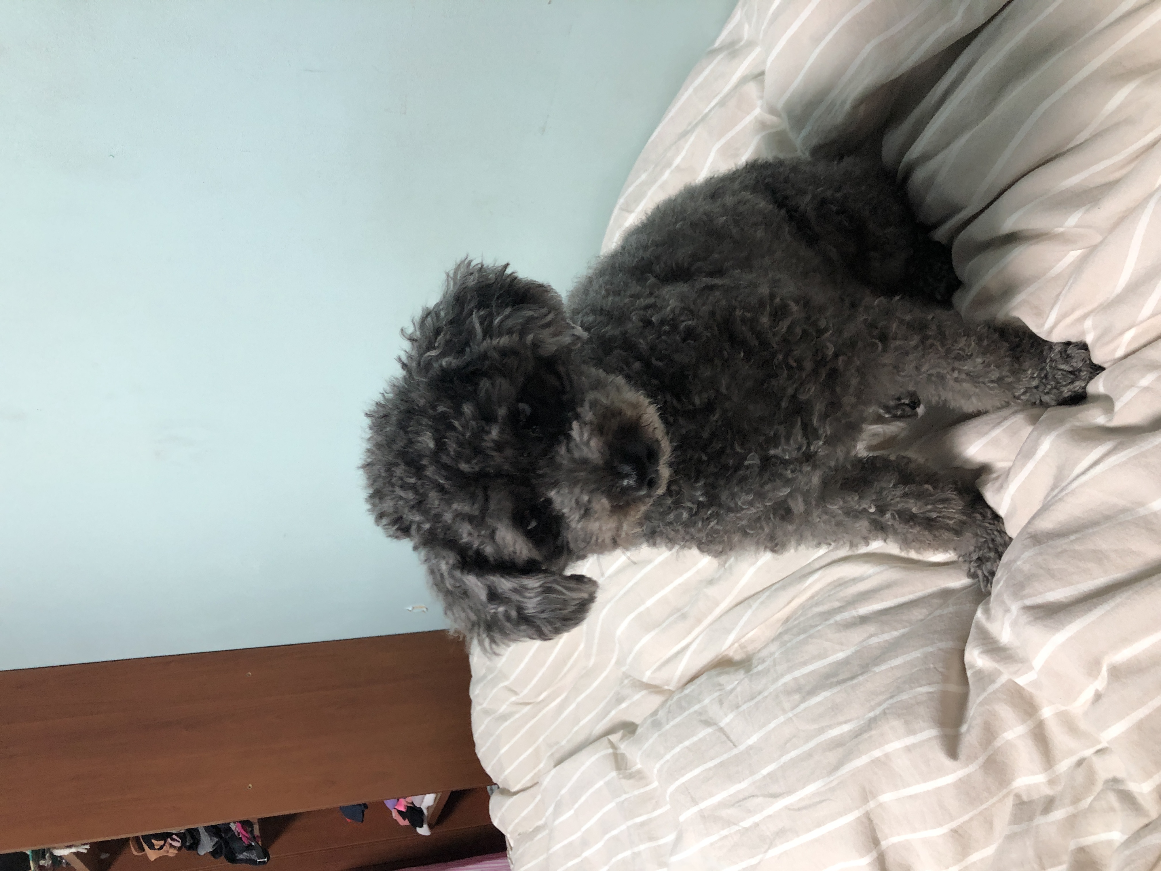 블랑 입양 3년차 후기