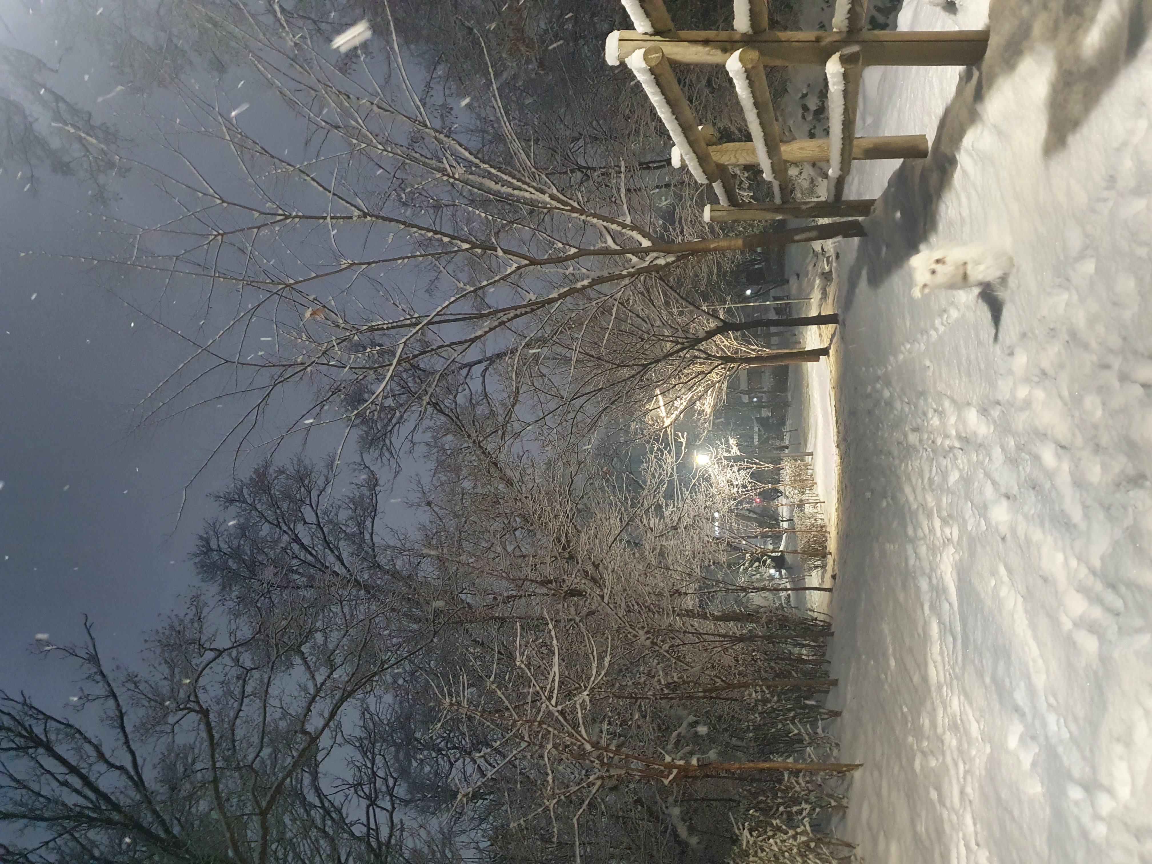 딸랑이랑 순돌이 일상