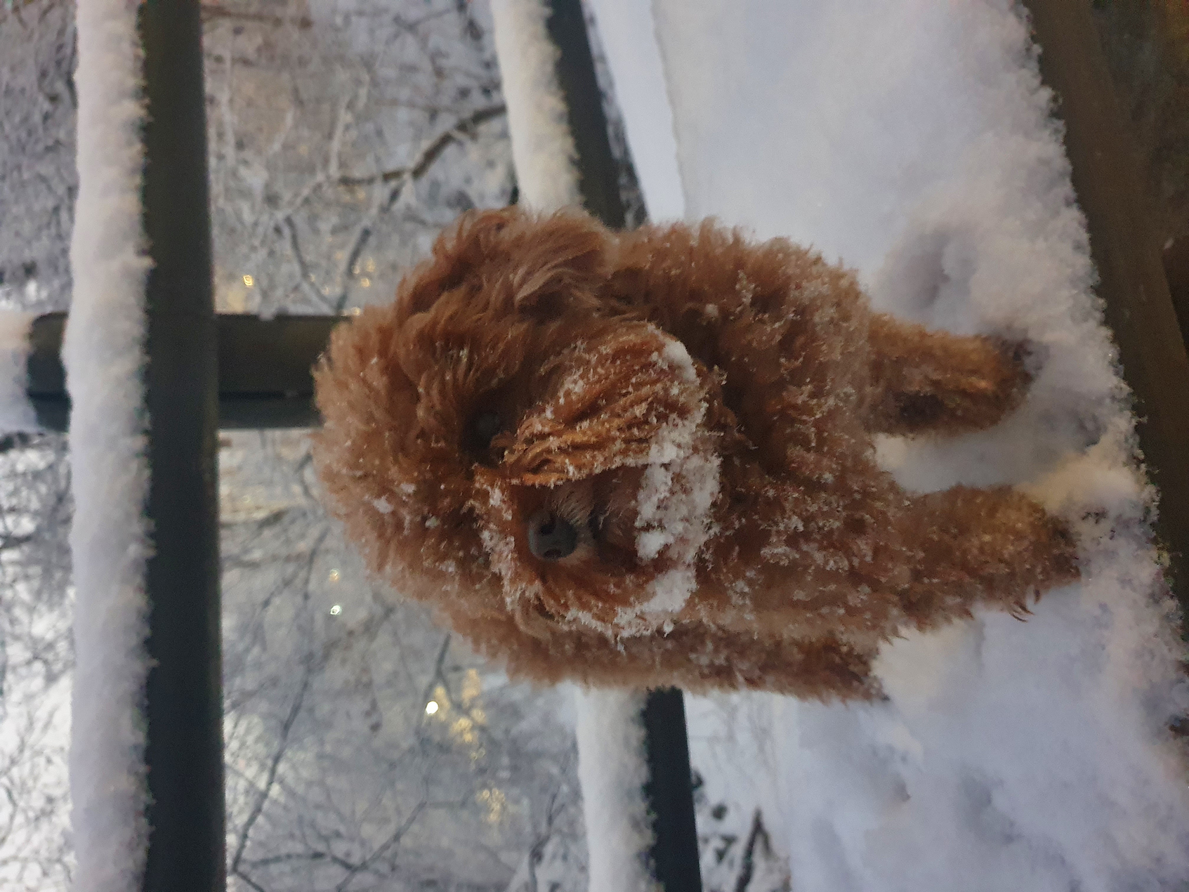 딸랑이랑 순돌이 일상