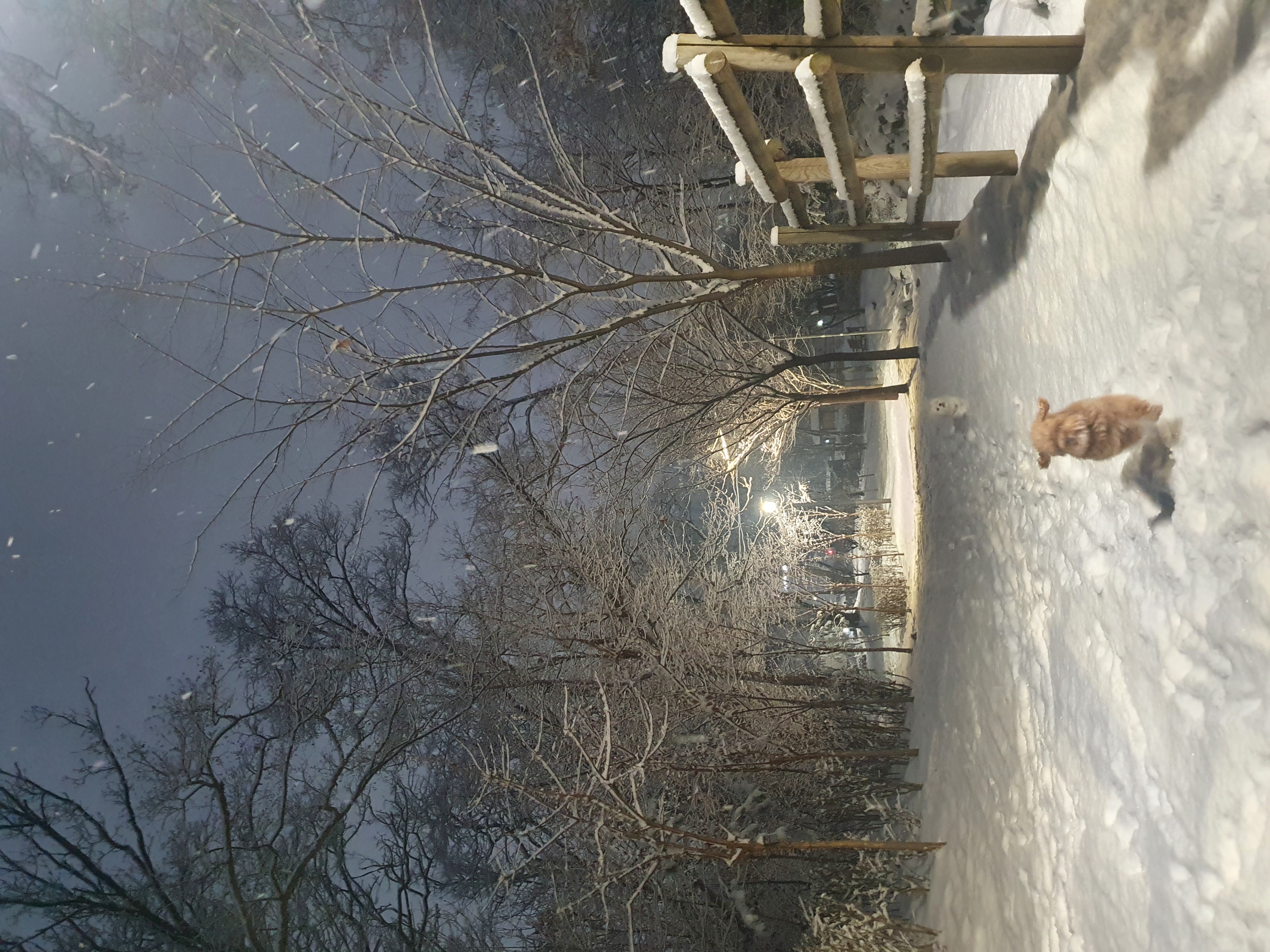 딸랑이랑 순돌이 일상