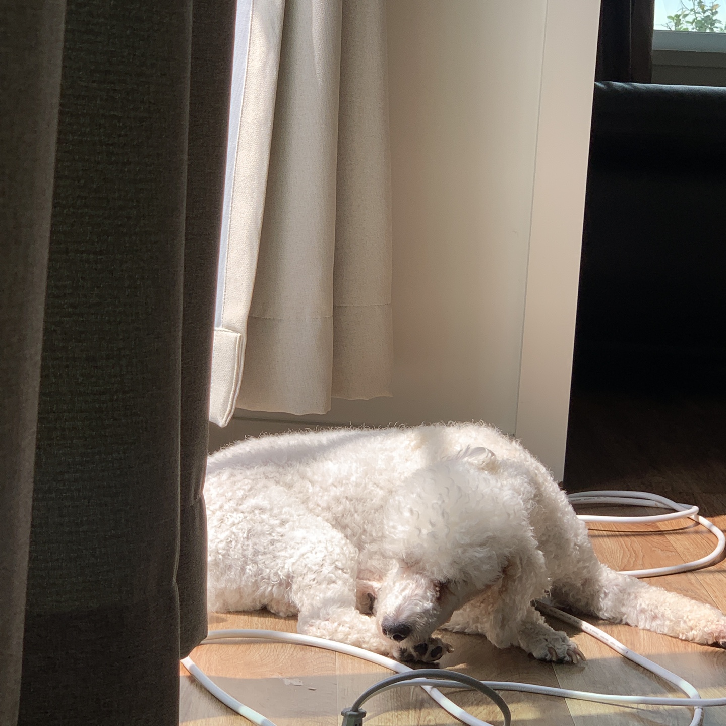 하랑이가 온 지 벌써 3년이 지났네요