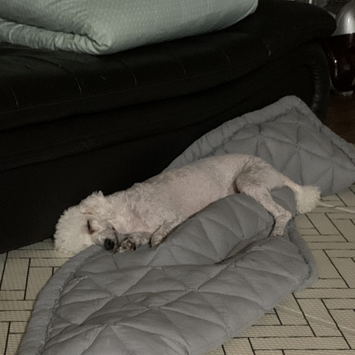 하랑이가 온 지 벌써 3년이 지났네요