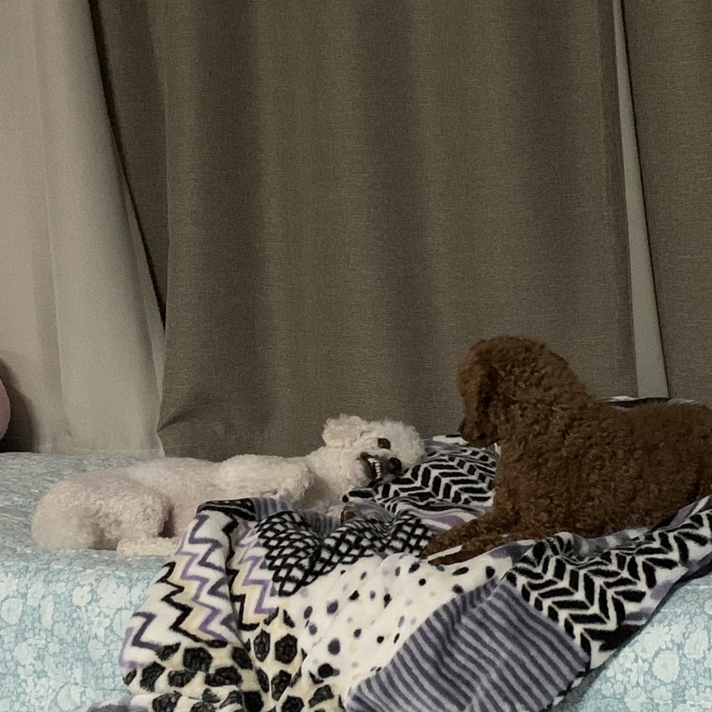 하랑이가 온 지 벌써 3년이 지났네요