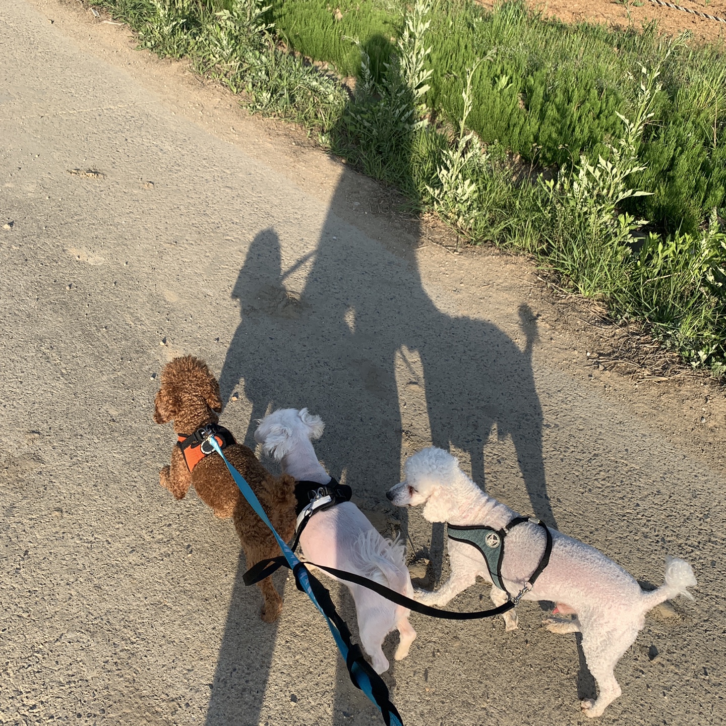 하랑이가 온 지 벌써 3년이 지났네요