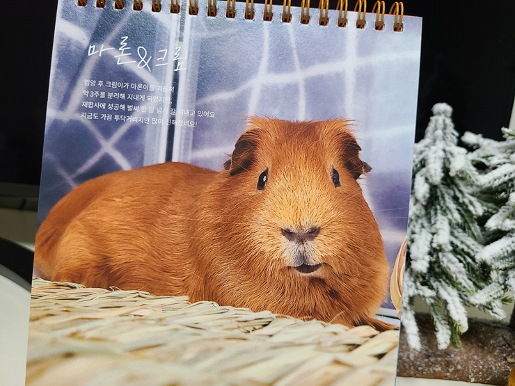 마론(귀염)&크림(기니) 1주년 후기