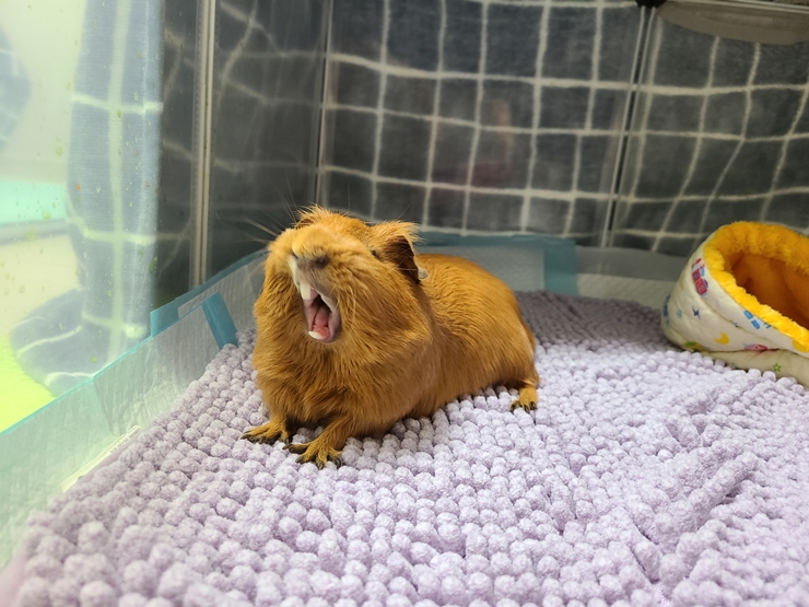 마론(귀염)&크림(기니) 1주년 후기