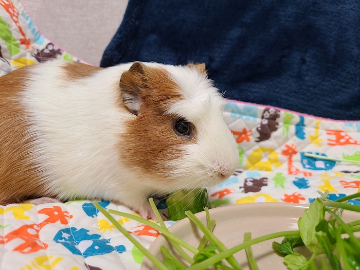 마론(귀염)&크림(기니) 1주년 후기