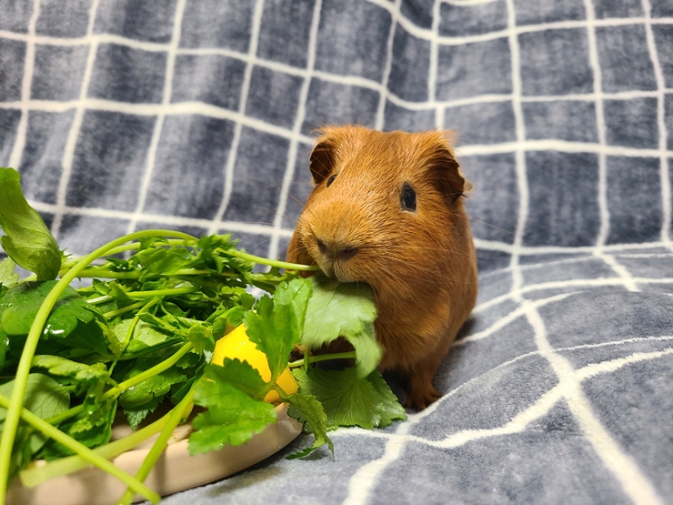 마론(귀염)&크림(기니) 1주년 후기