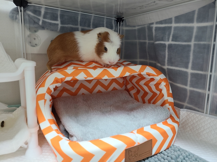 마론(귀염)&크림(기니) 1주년 후기