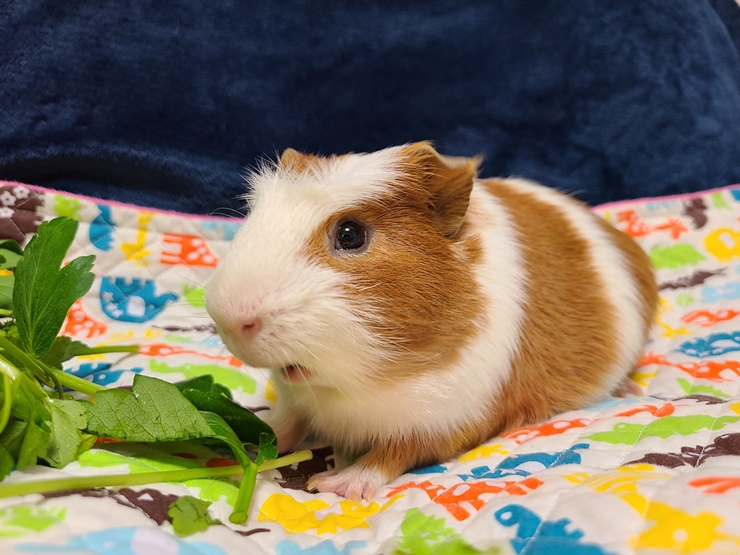 마론(귀염)&크림(기니) 1주년 후기