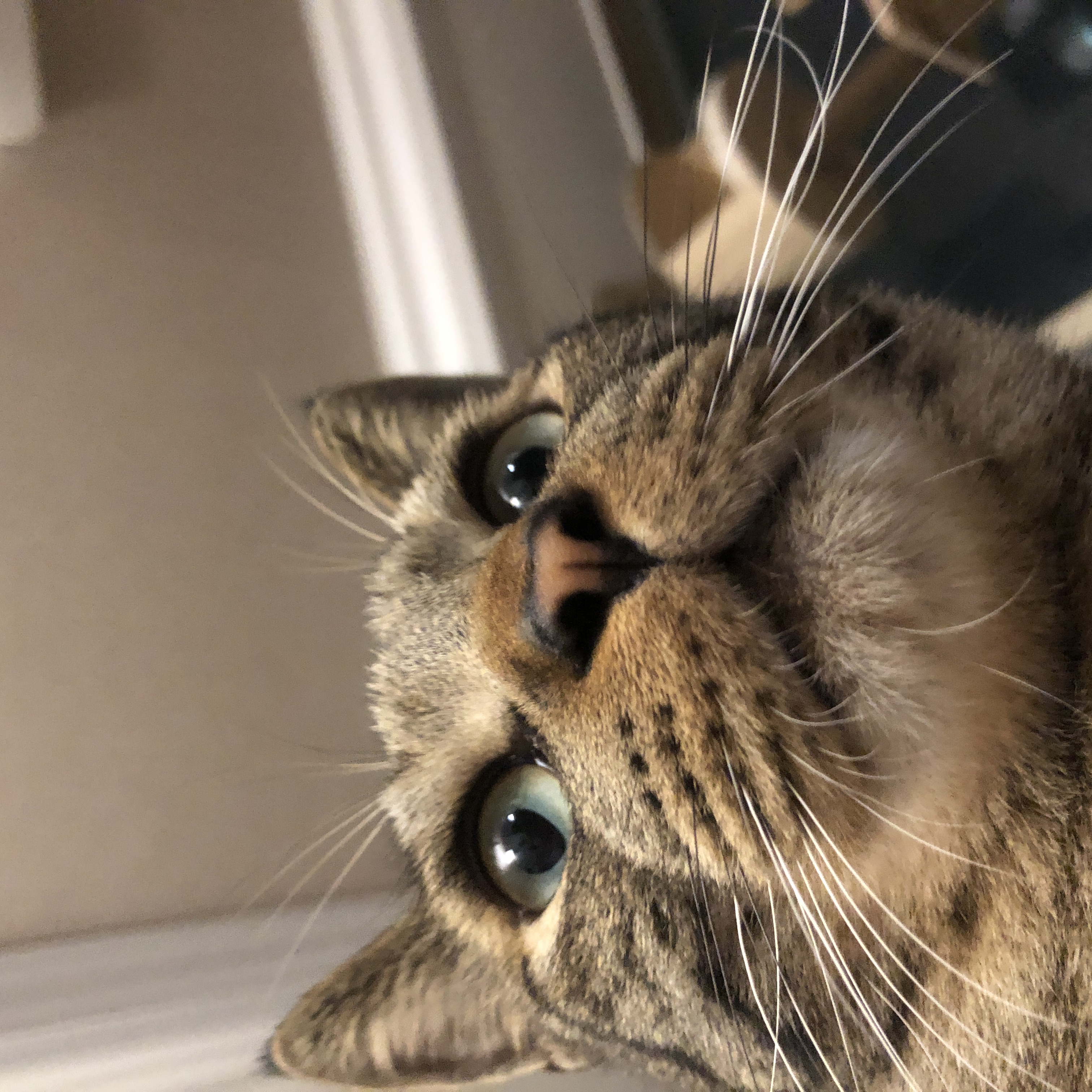 망덕(매콩)이 입양 3개월 후기