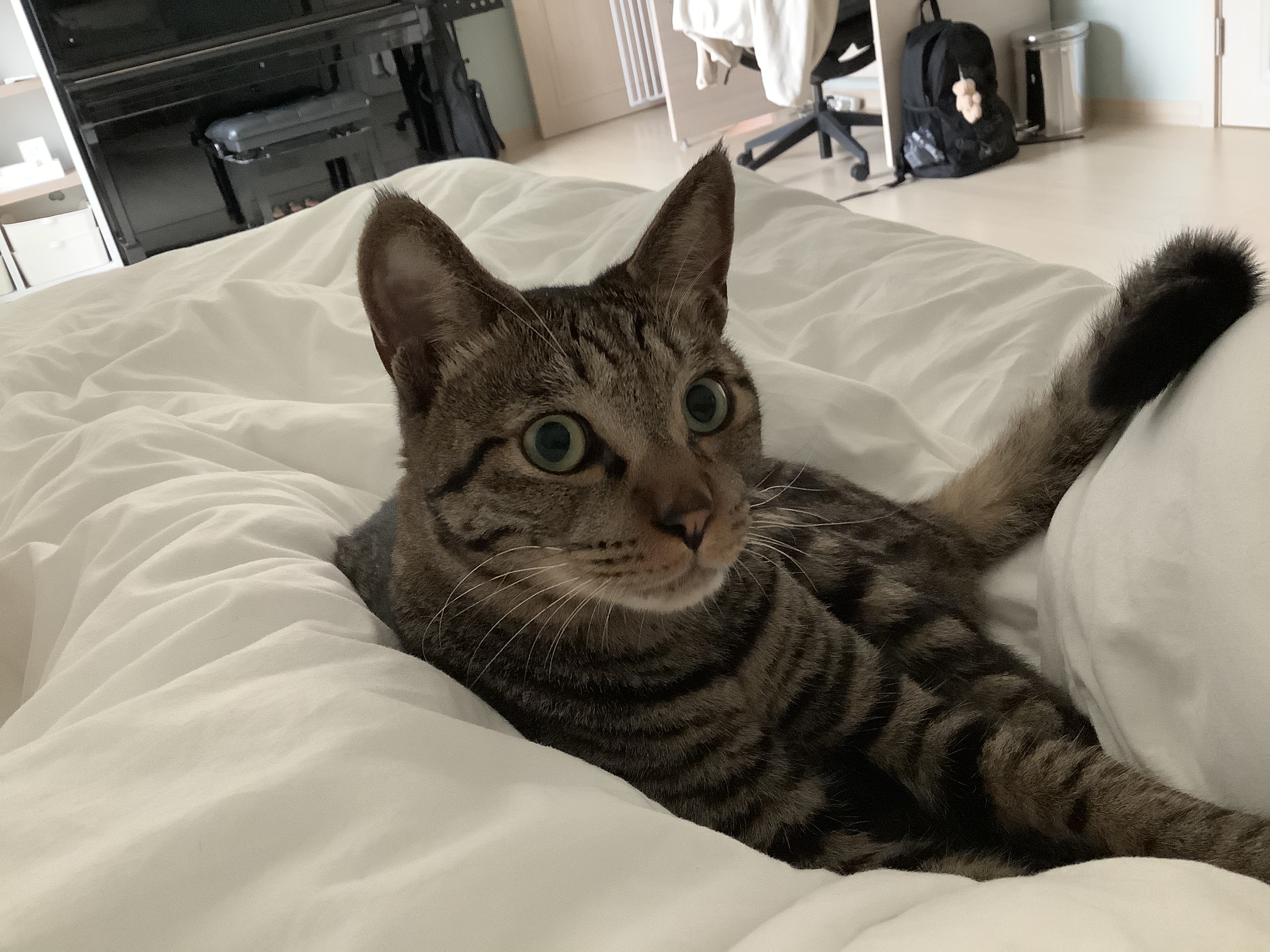 망덕(매콩)이 입양 3개월 후기