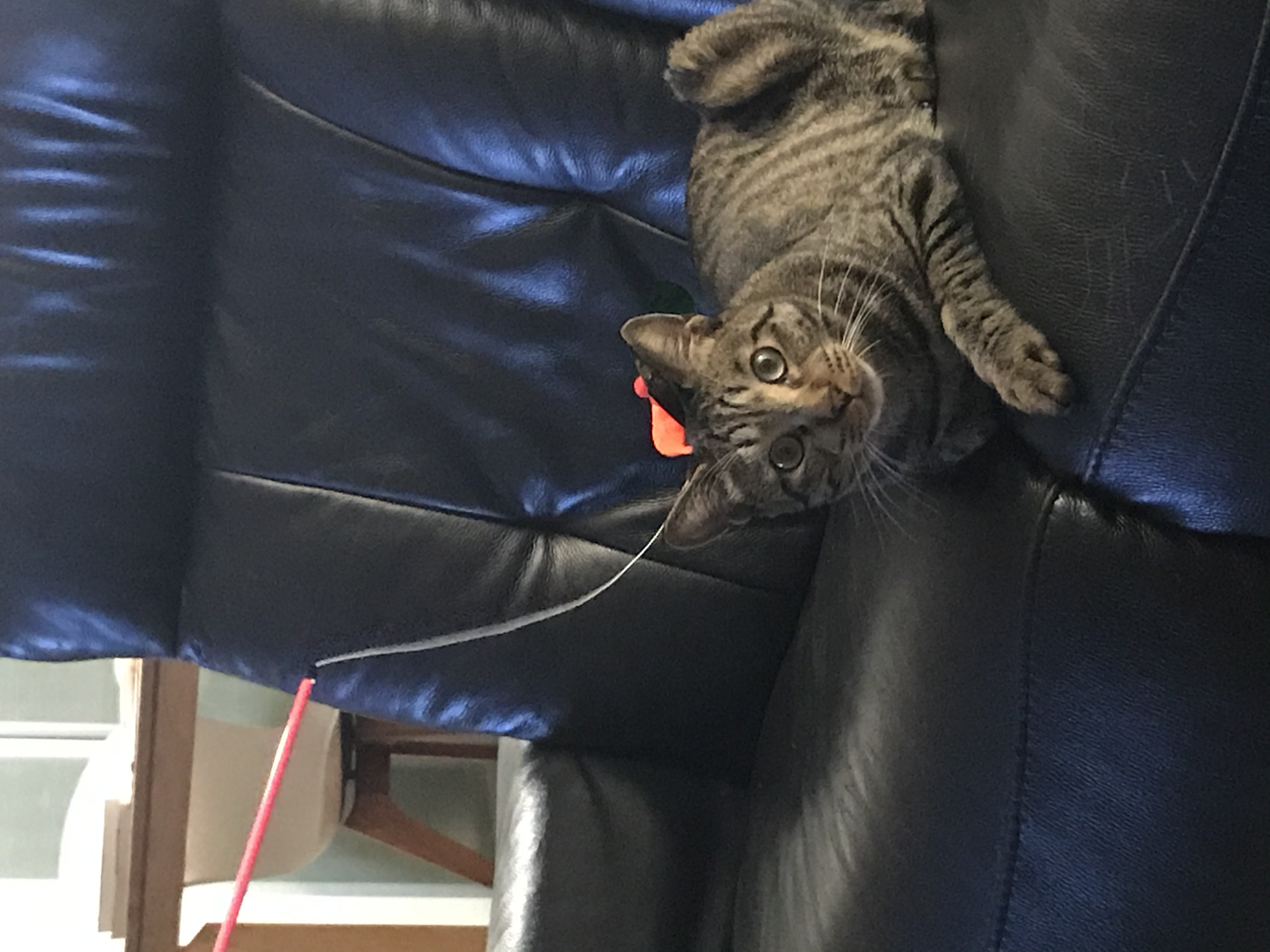 망덕(매콩)이 입양 3개월 후기