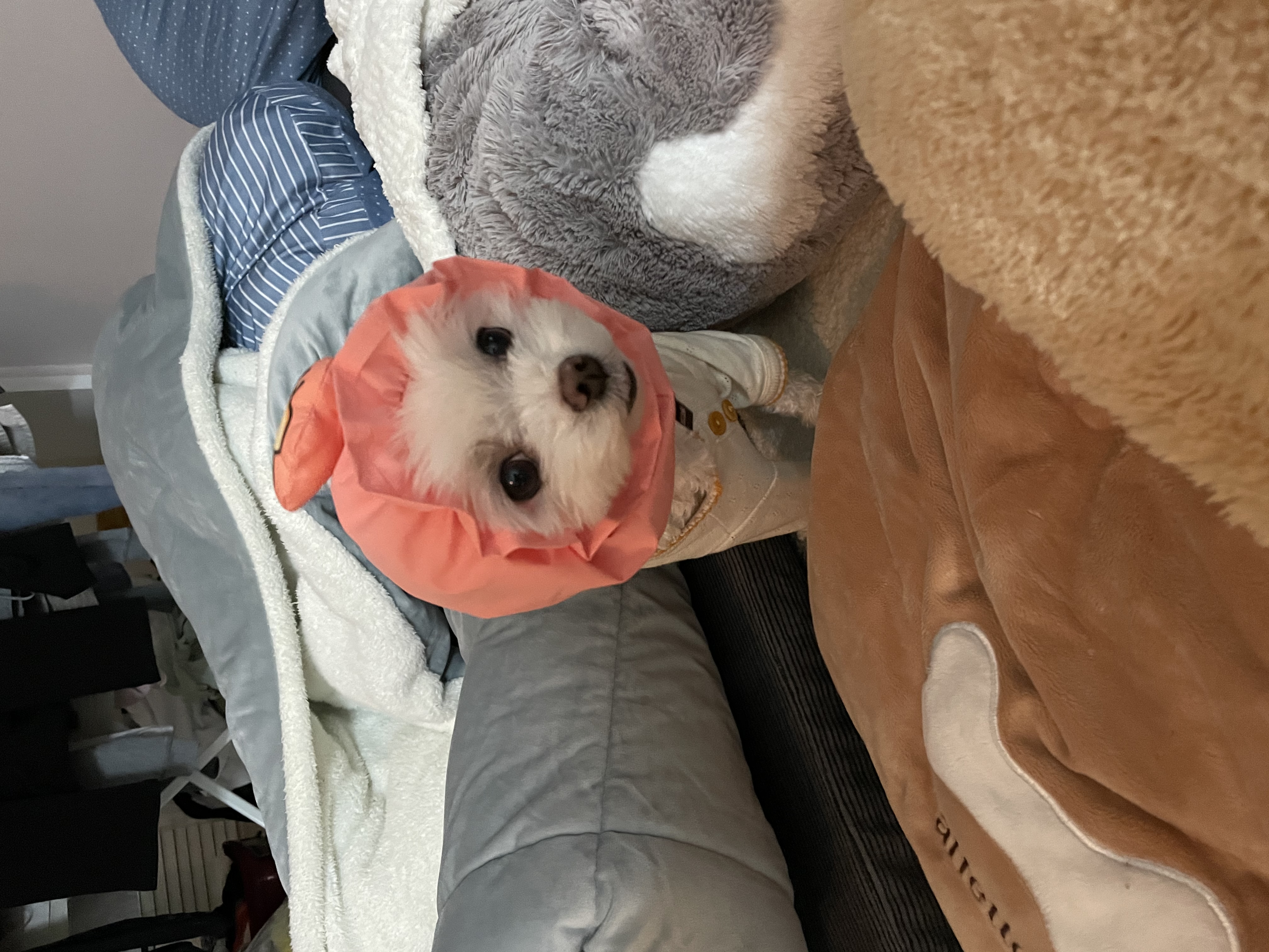 은동이,라떼 3년