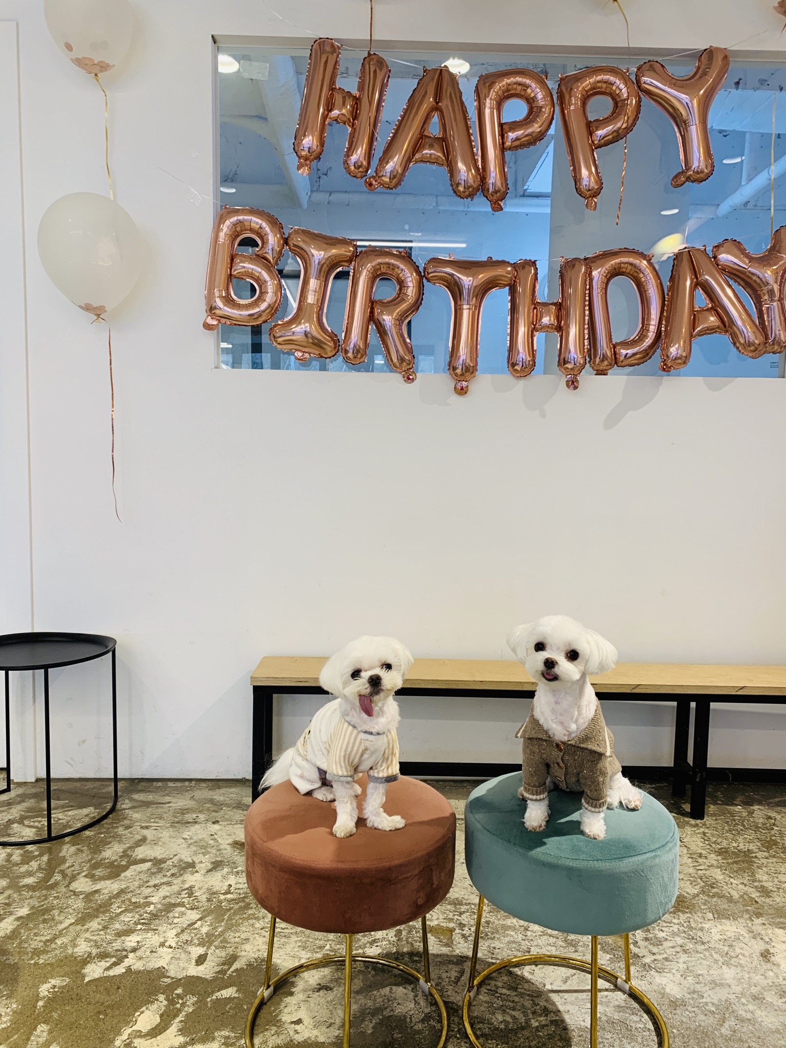 은동이,라떼 3년