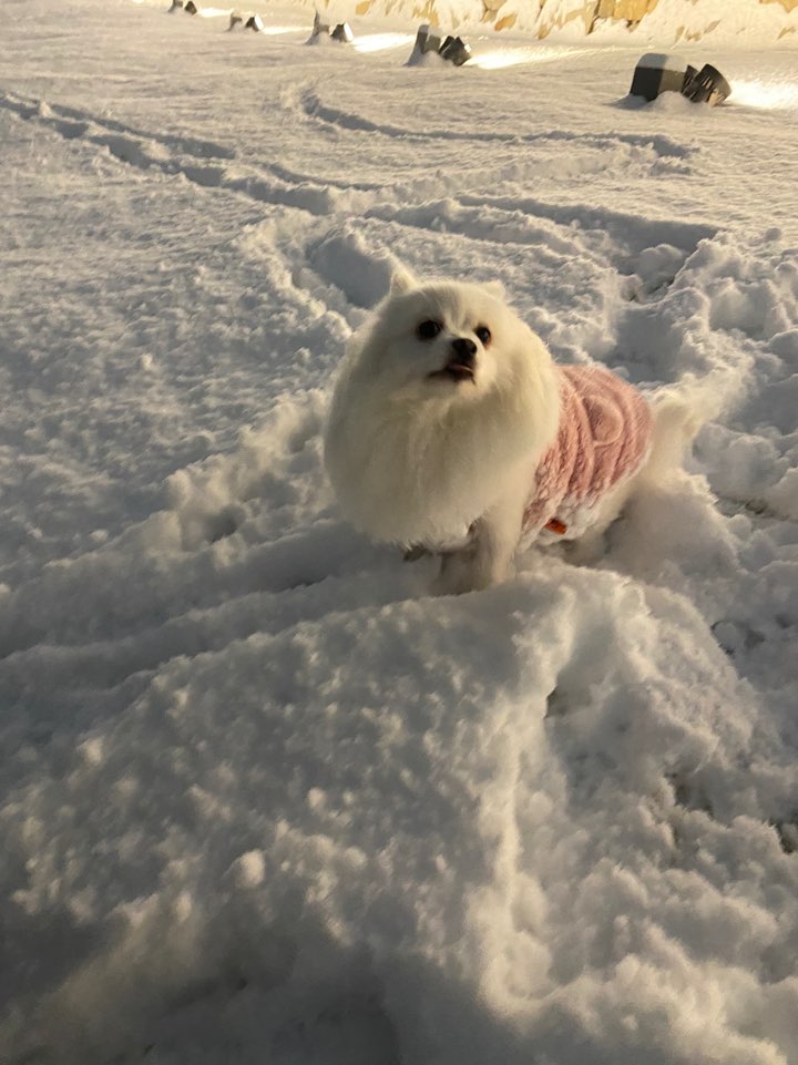 별(꽃별)이  입양1년차  후기입니다