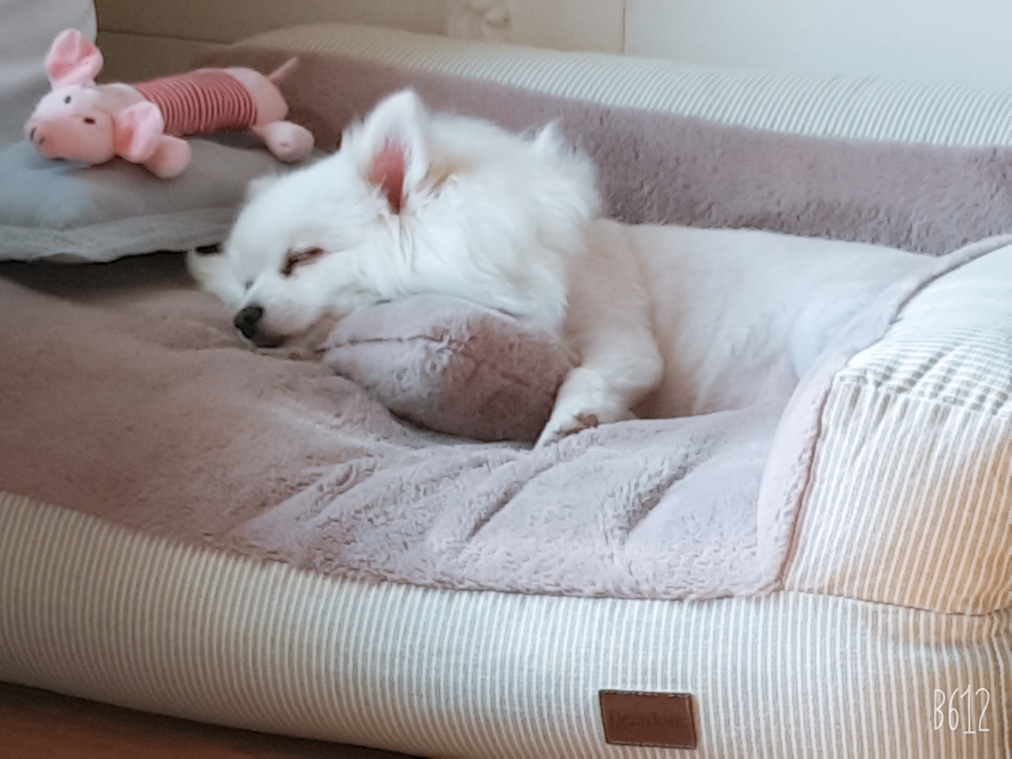 별(꽃별)이  입양1년차  후기입니다