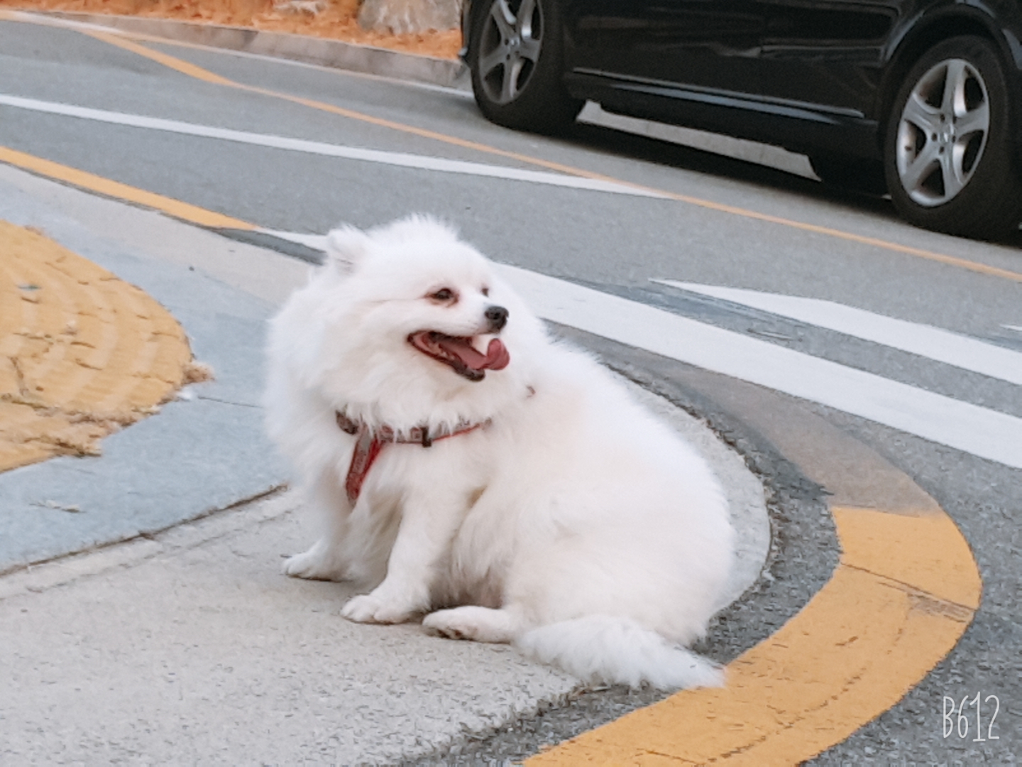 별(꽃별)이  입양1년차  후기입니다