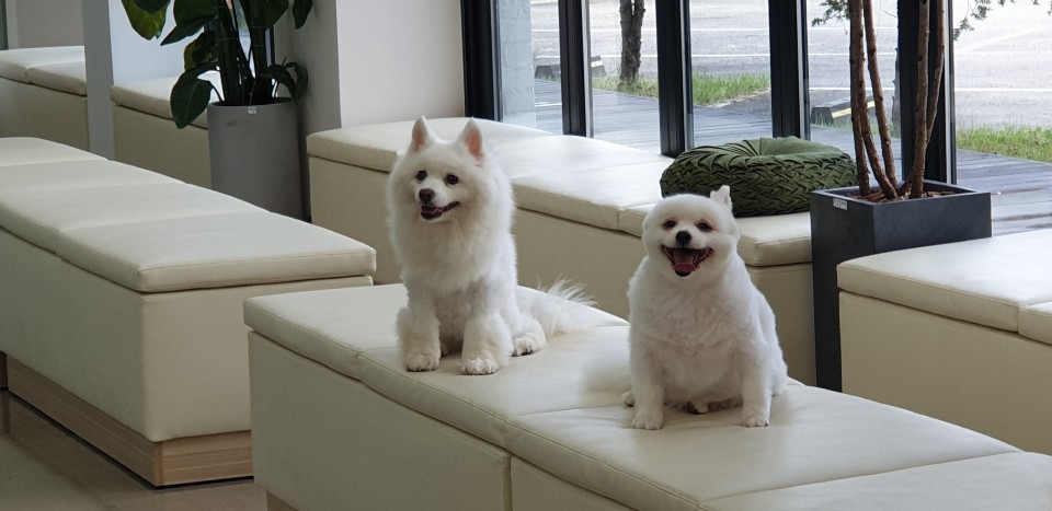 별(꽃별)이  입양1년차  후기입니다