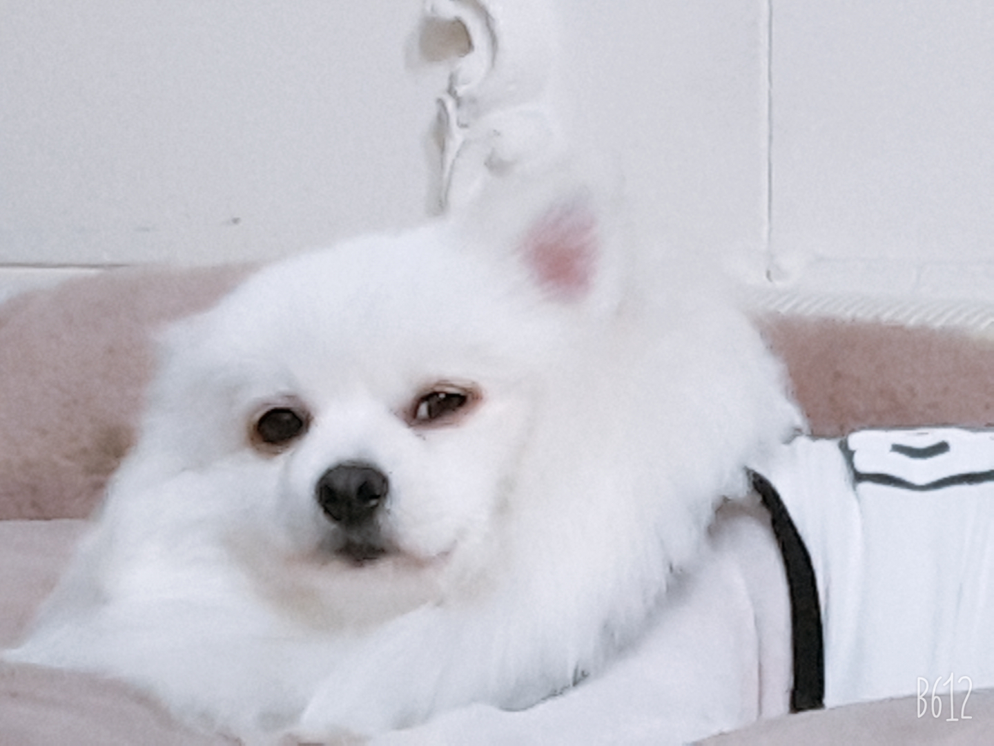 별(꽃별)이  입양1년차  후기입니다