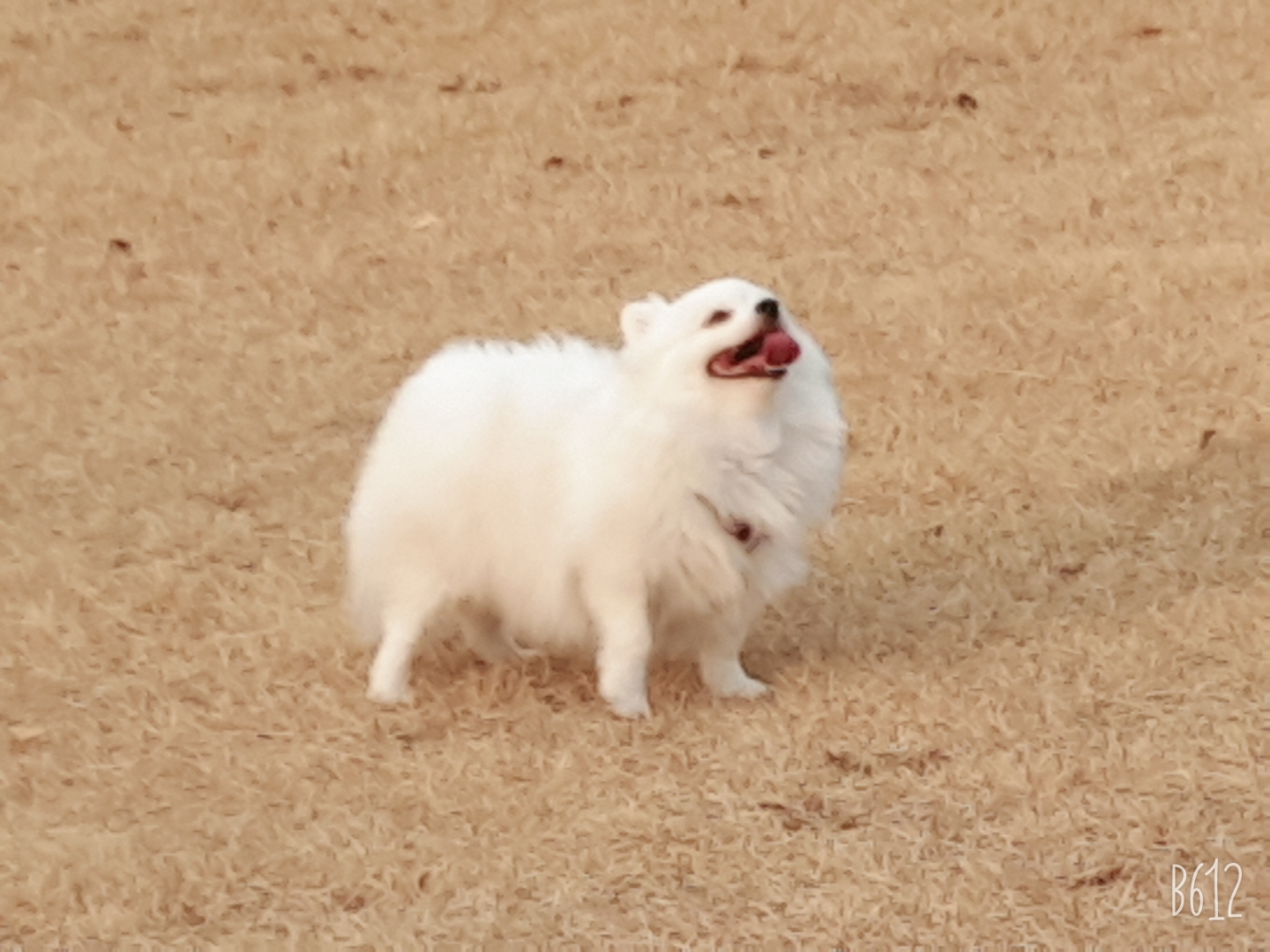 별(꽃별)이  입양1년차  후기입니다