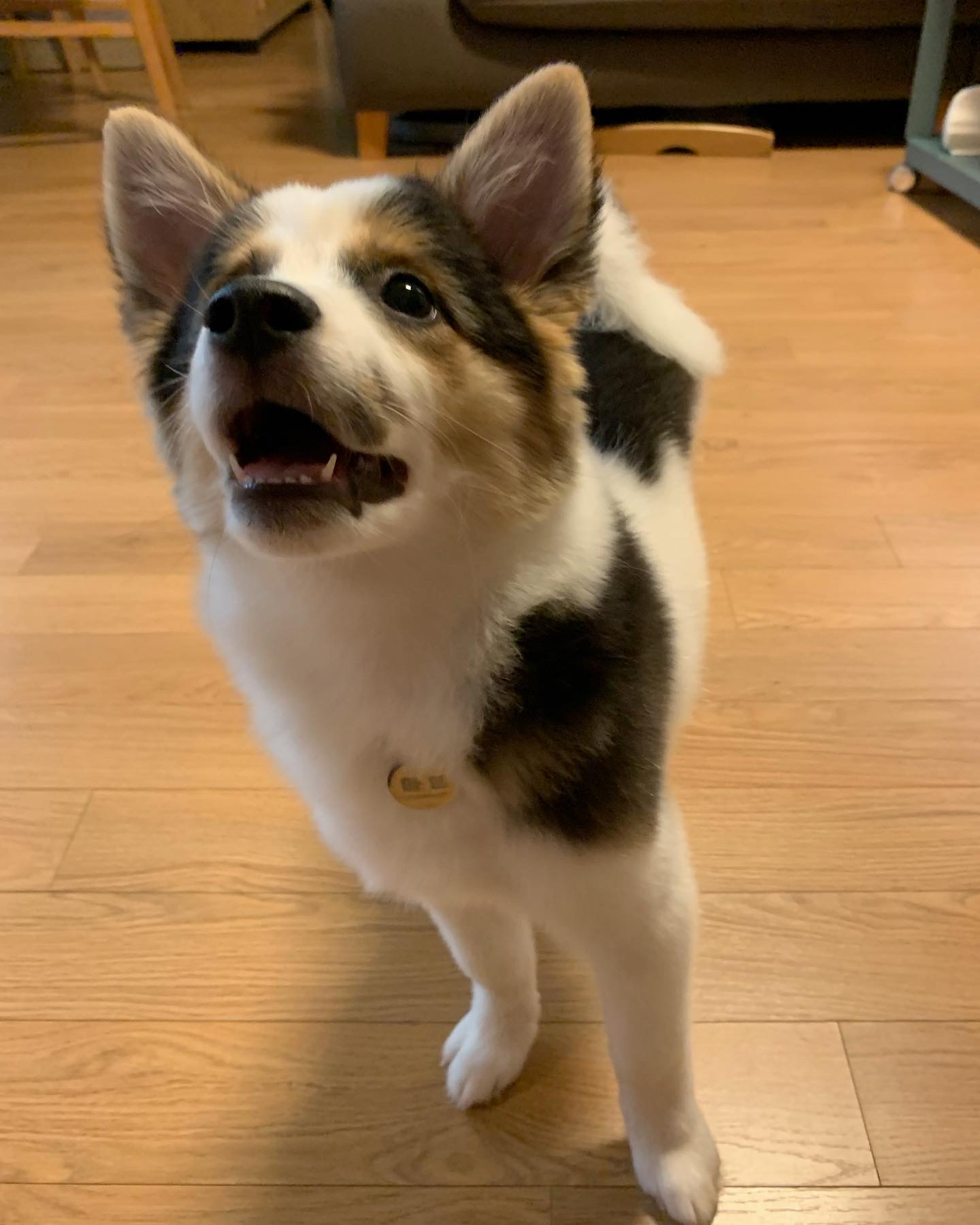 마블이 입양 한 달 이야기