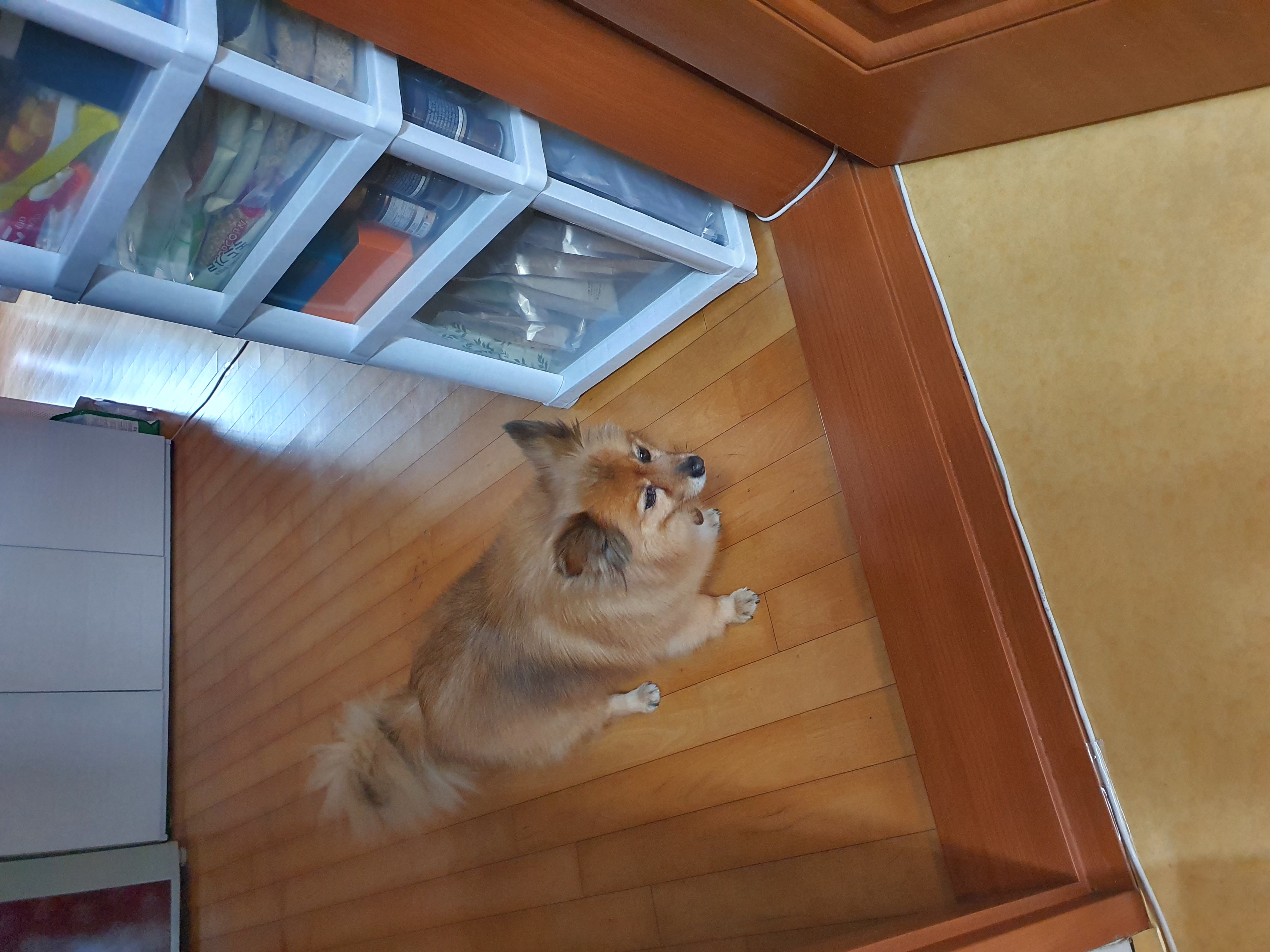 멜론이 입양 7일~~