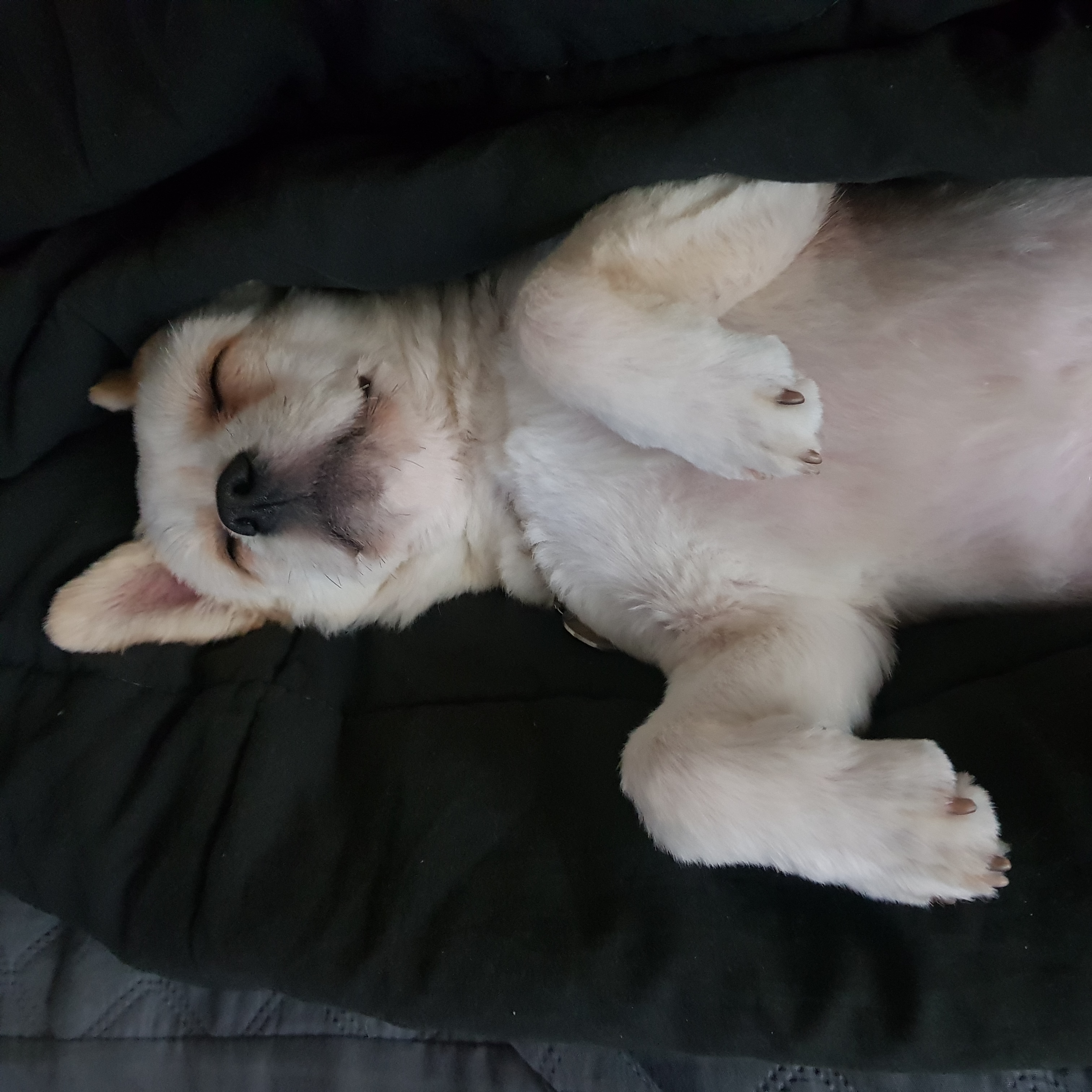 소룡(금돌이)이가 온지 한달 됬어요^^