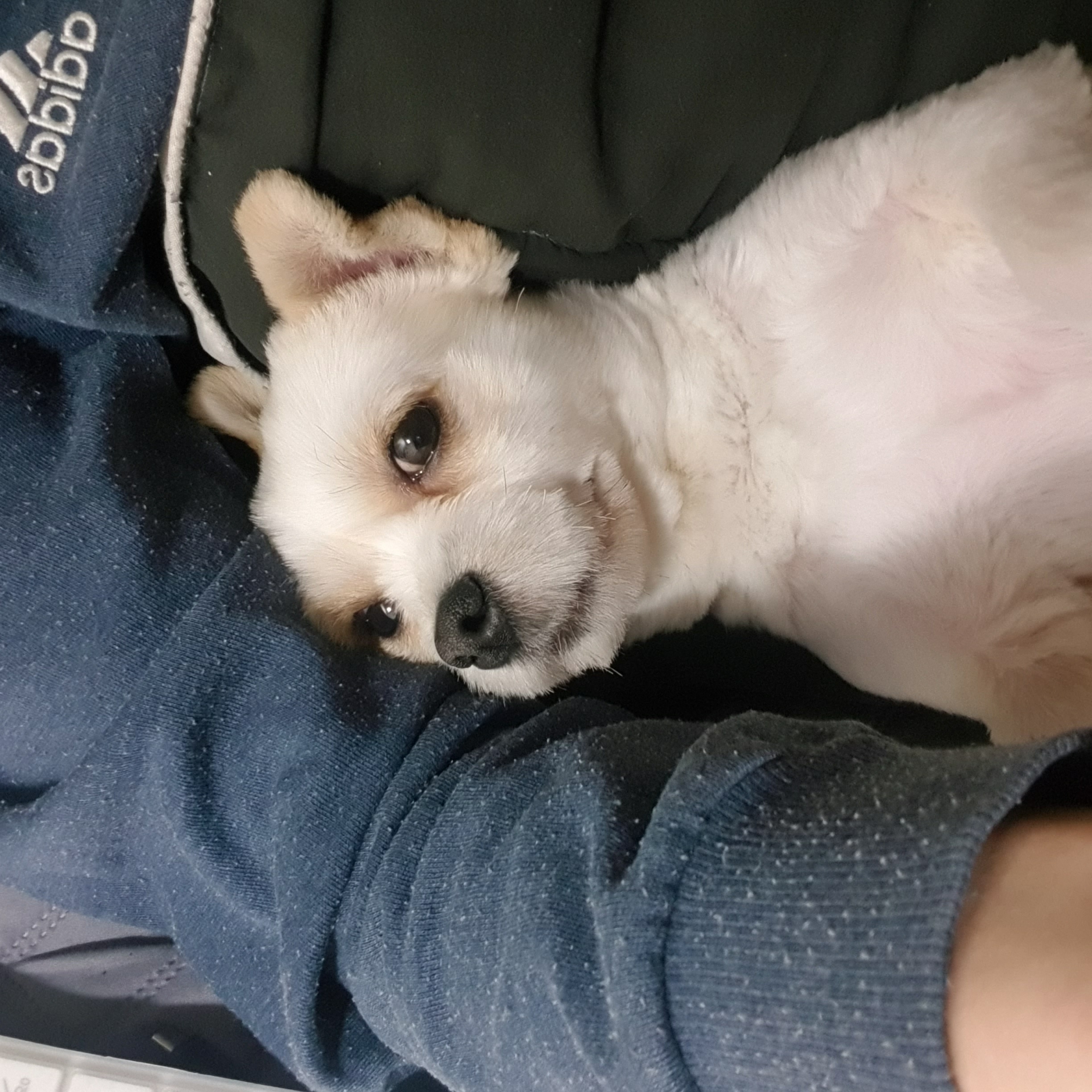 소룡(금돌이)이가 온지 한달 됬어요^^