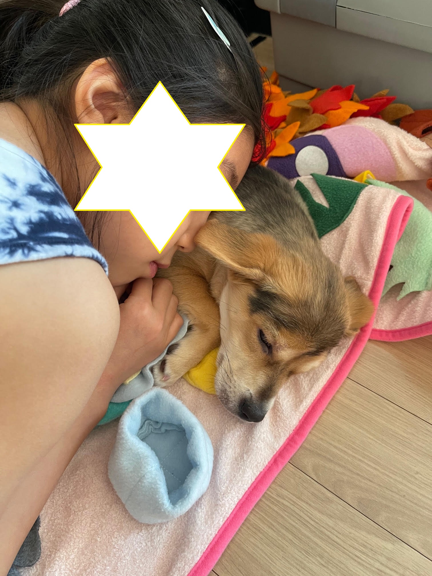 마초 입양 일주일 후기