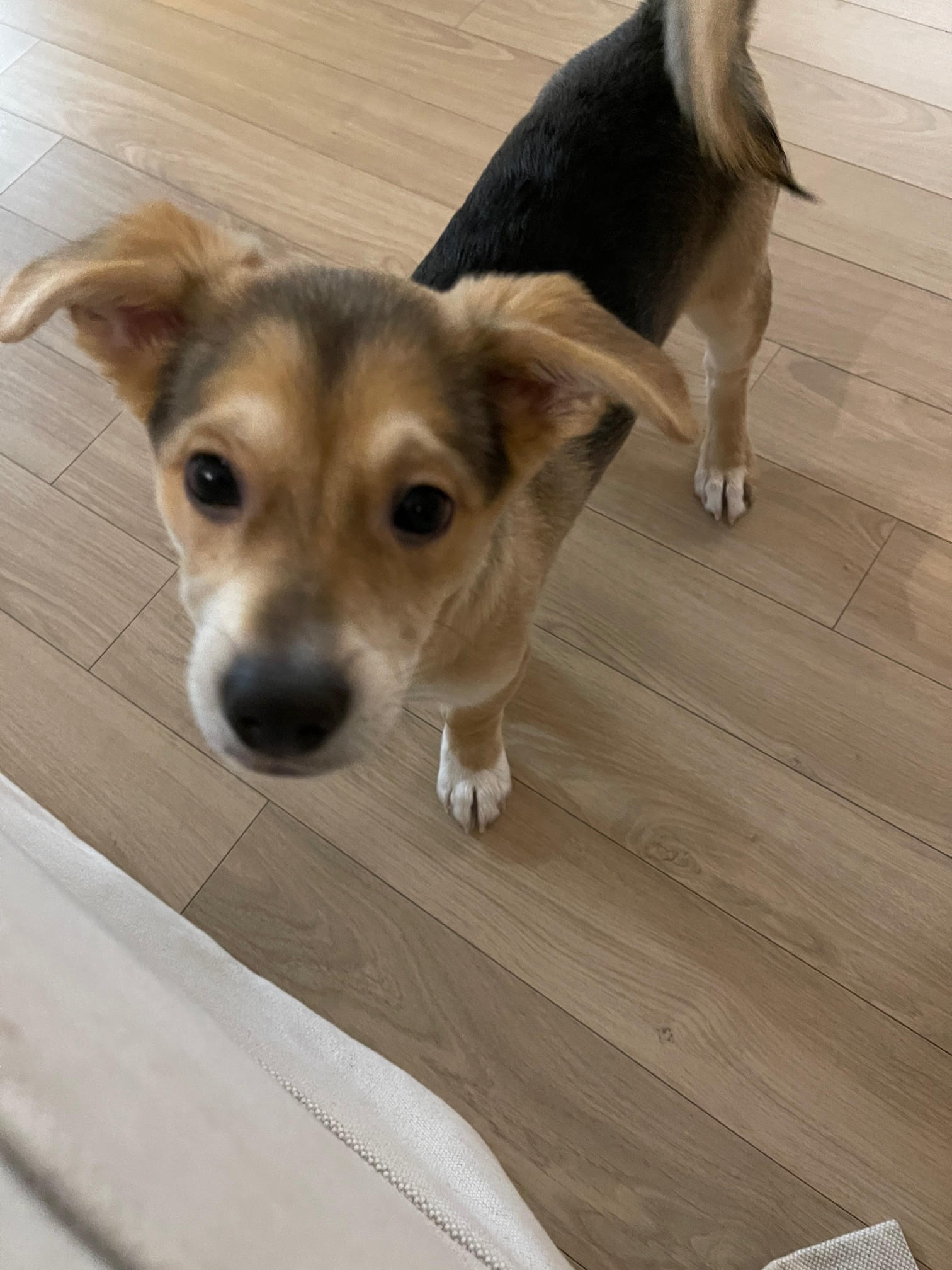 마초 입양 일주일 후기