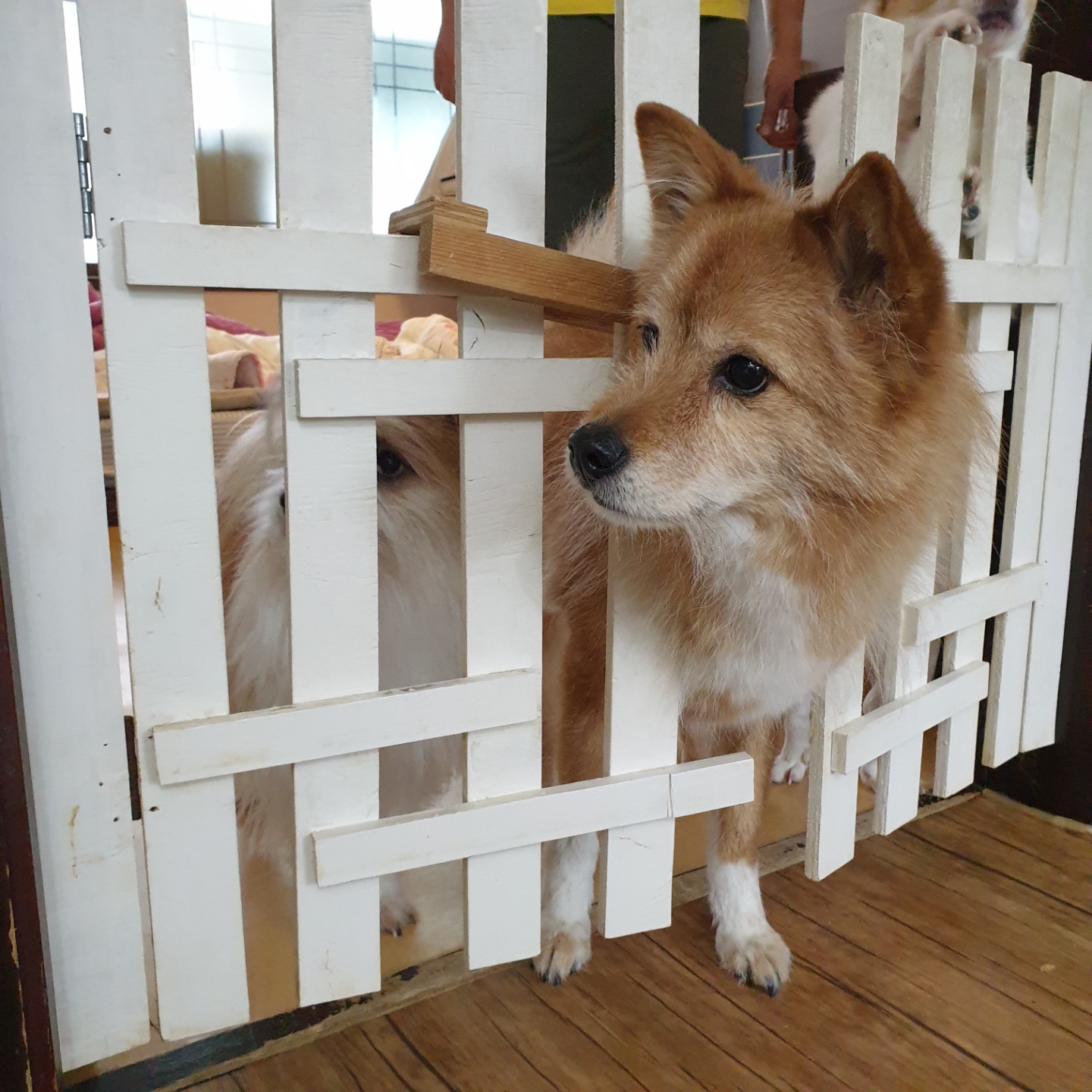 누렁이 입양 후 10년...