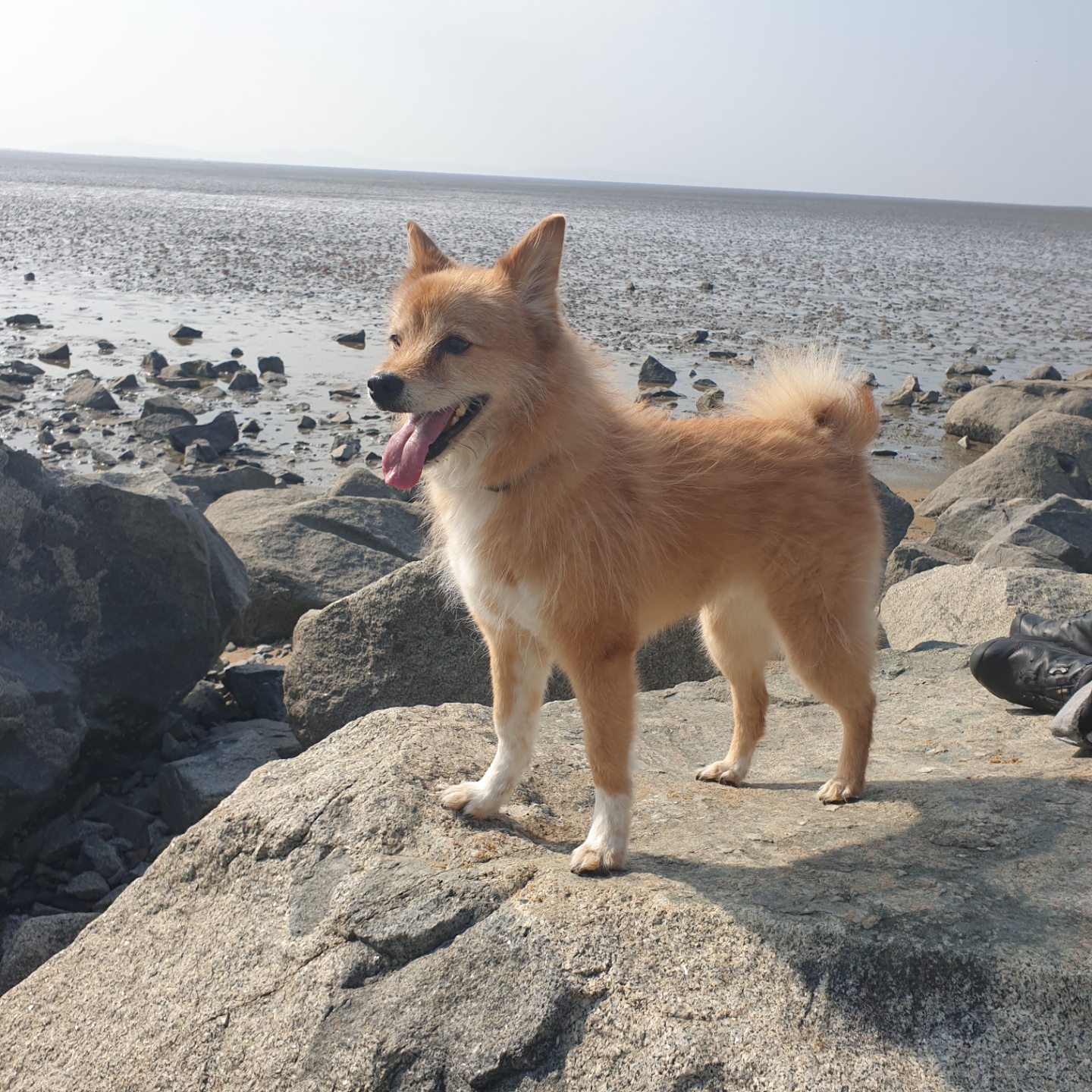 누렁이 입양 후 10년...