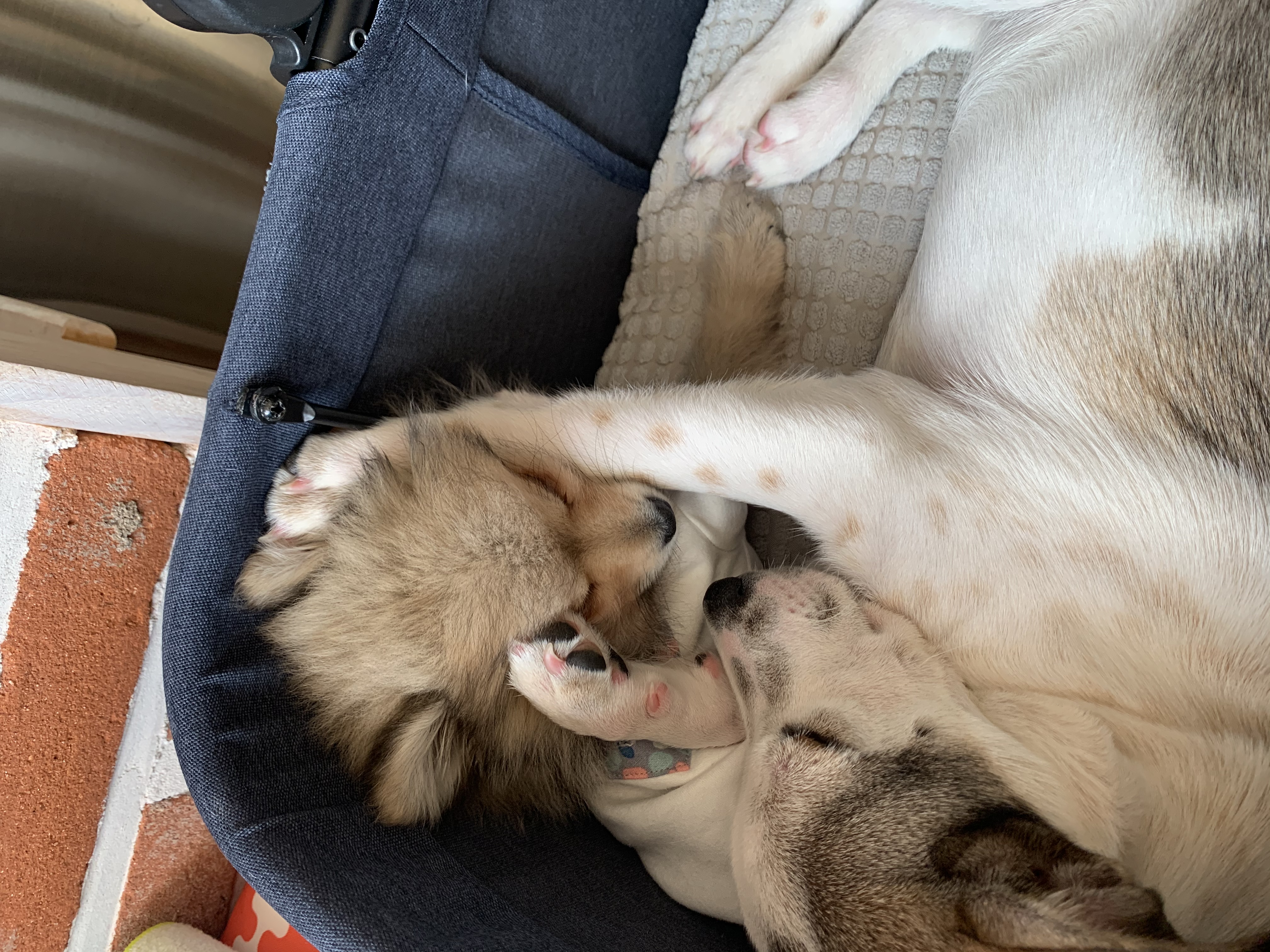 그삼이 (근이) 입양 일주일 후 