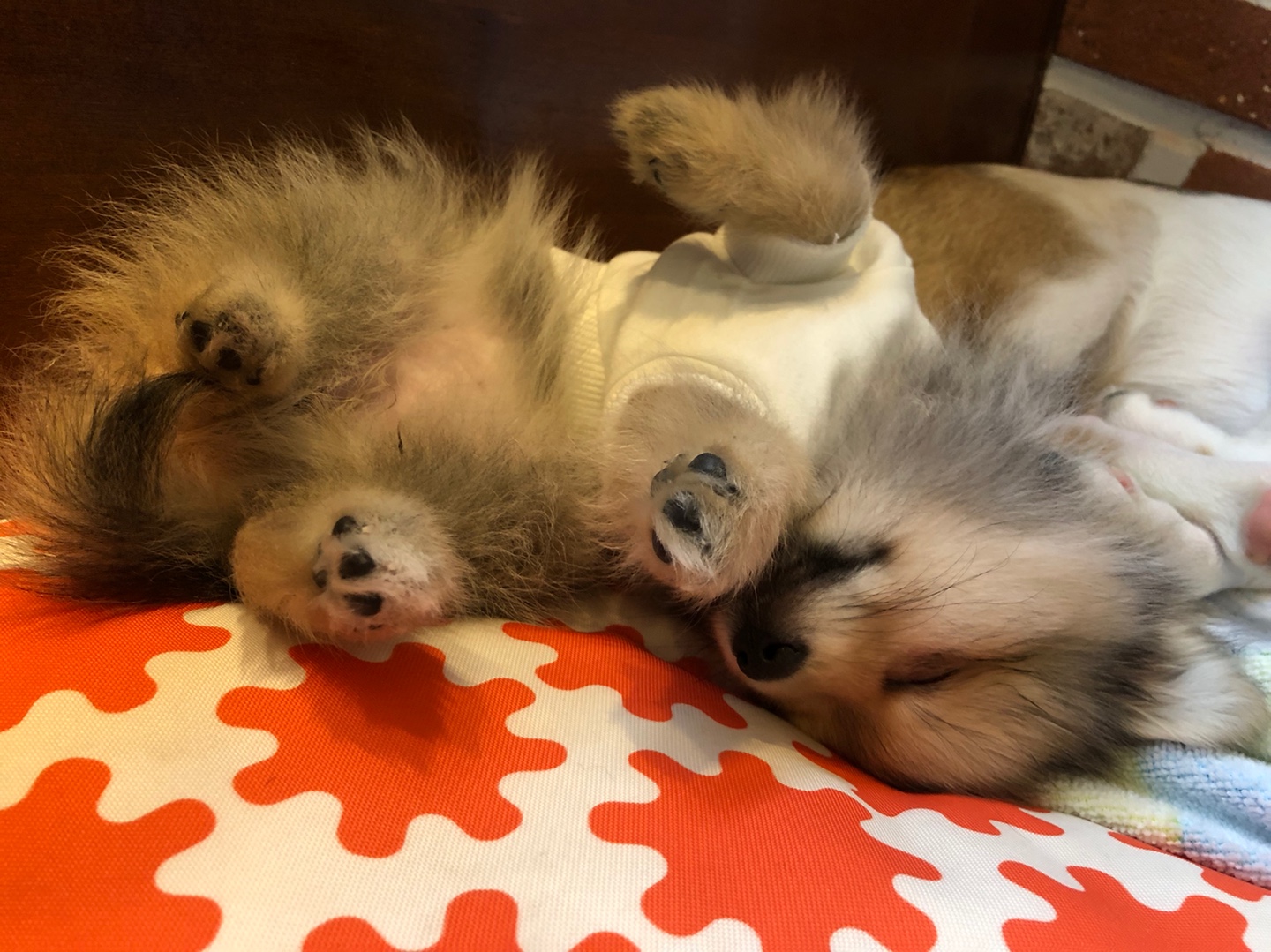 그삼이 (근이) 입양 일주일 후 