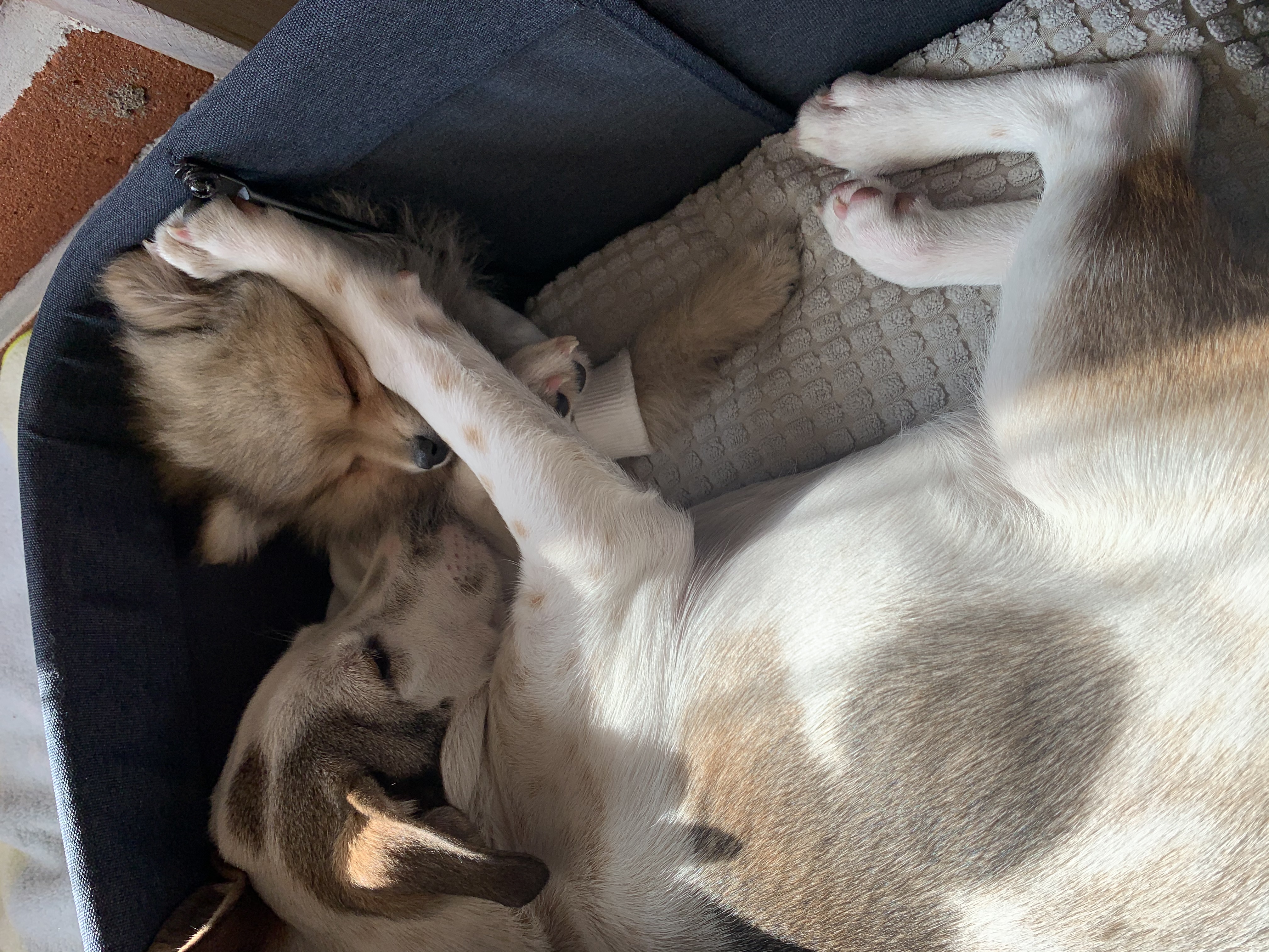 그삼이 (근이) 입양 일주일 후 