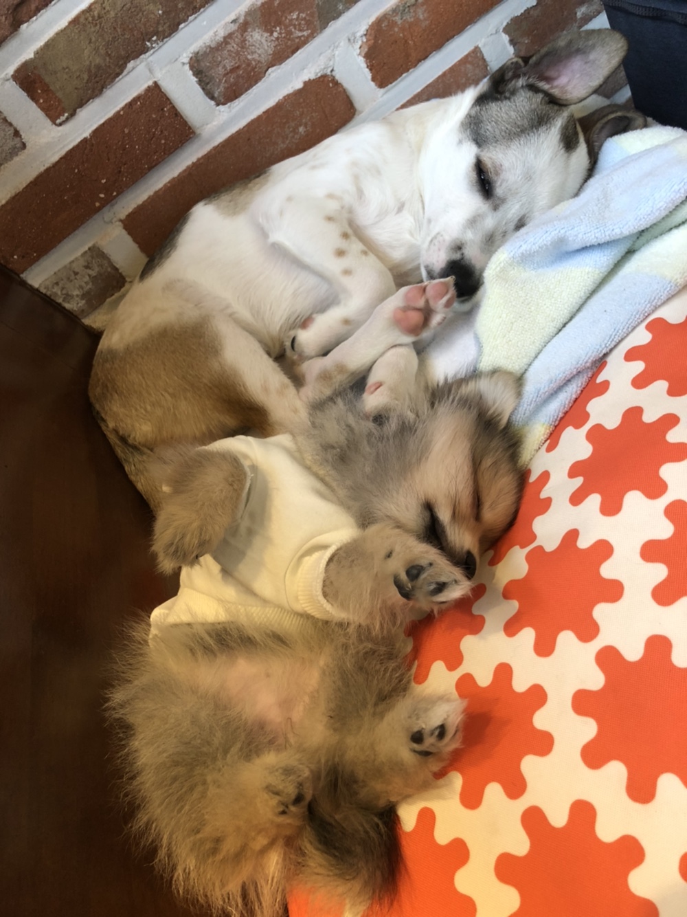 그삼이 (근이) 입양 일주일 후 