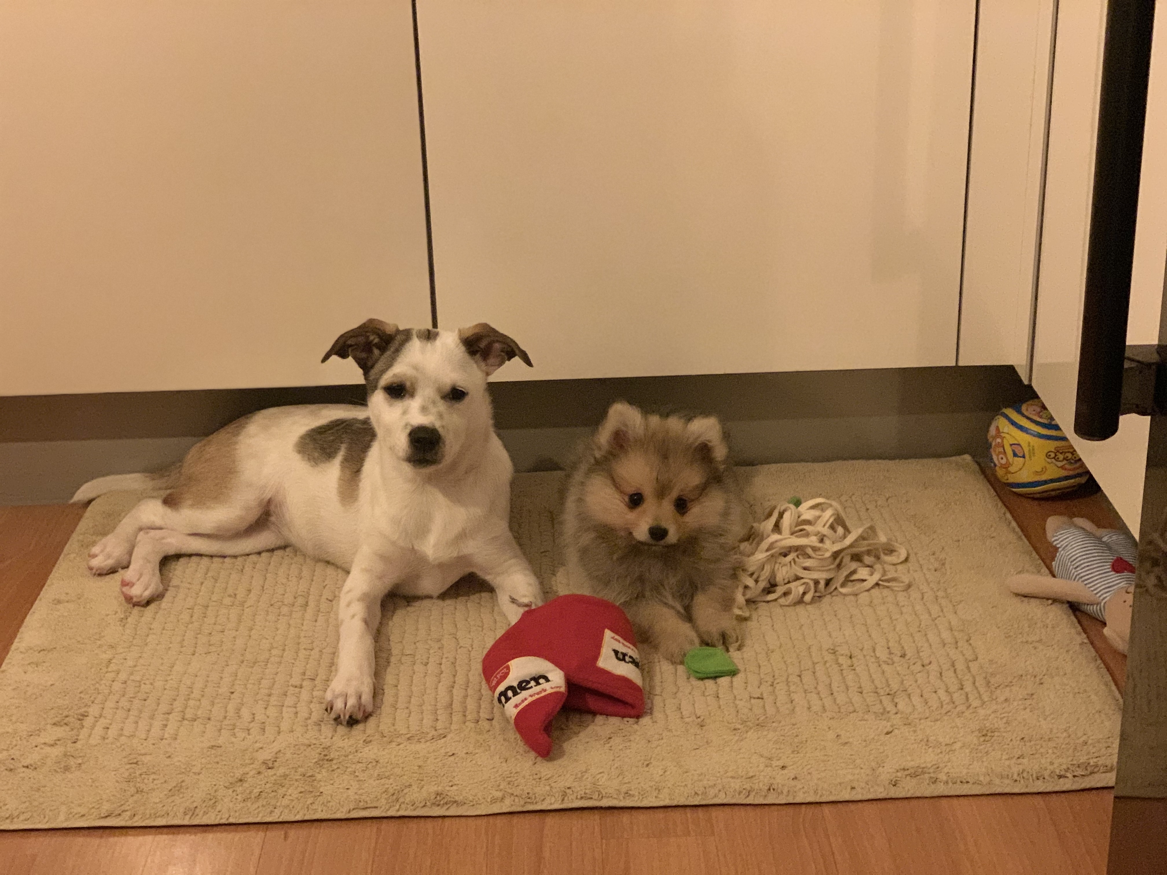 그삼이 (근이) 입양 일주일 후 