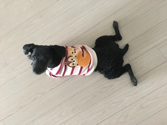 [곤지암번식장 구조견 임시보호중] 릴리(곤지암-12) 병원다녀왔어요~