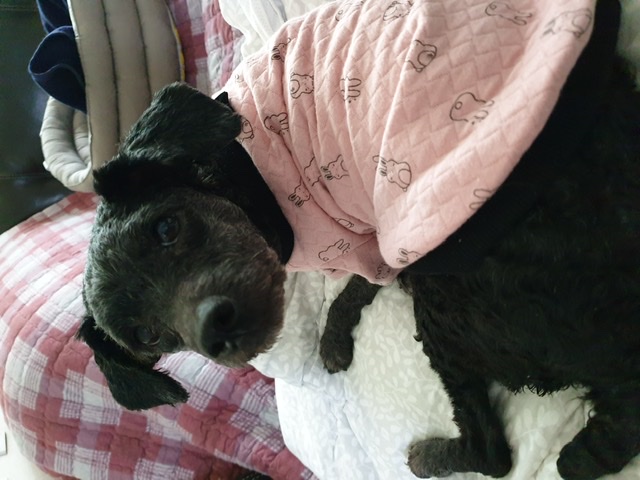 [곤지암번식장 구조견 임시보호중] 릴리(곤지암-12) 병원다녀왔어요~