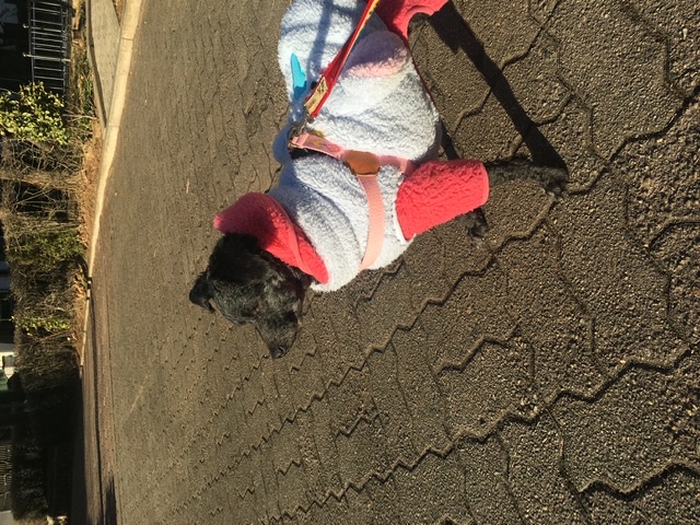 [곤지암번식장 구조견 임시보호중] 릴리(곤지암-12) 병원다녀왔어요~