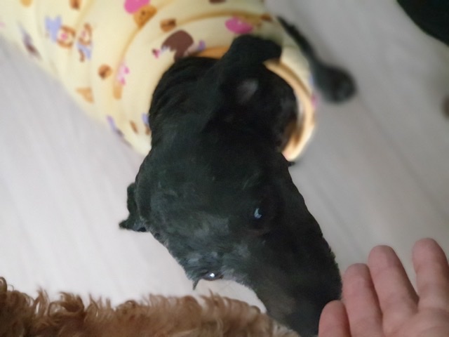 [곤지암번식장 구조견 임시보호중] 릴리(곤지암-12) 병원다녀왔어요~