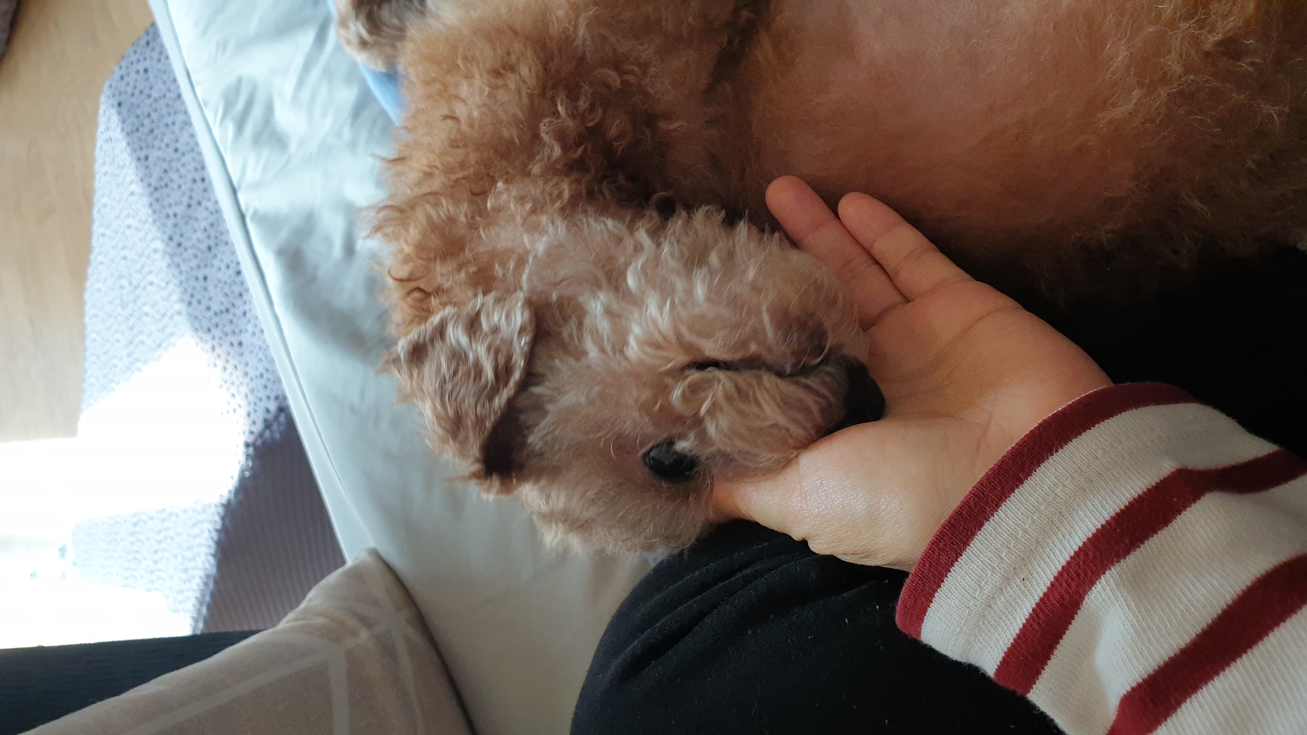 은동(모들)이 입양 1주년