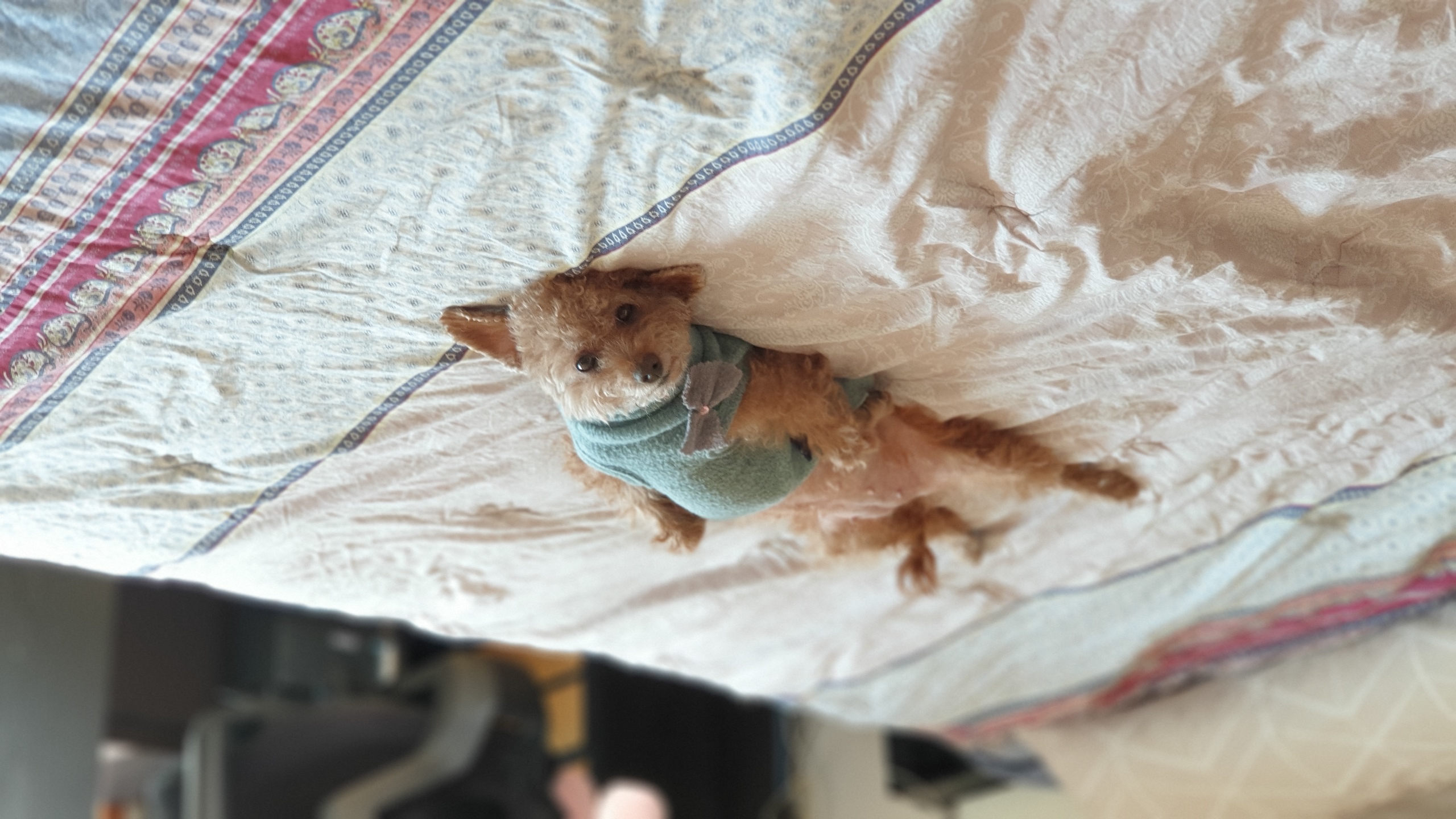 은동(모들)이 입양 1주년