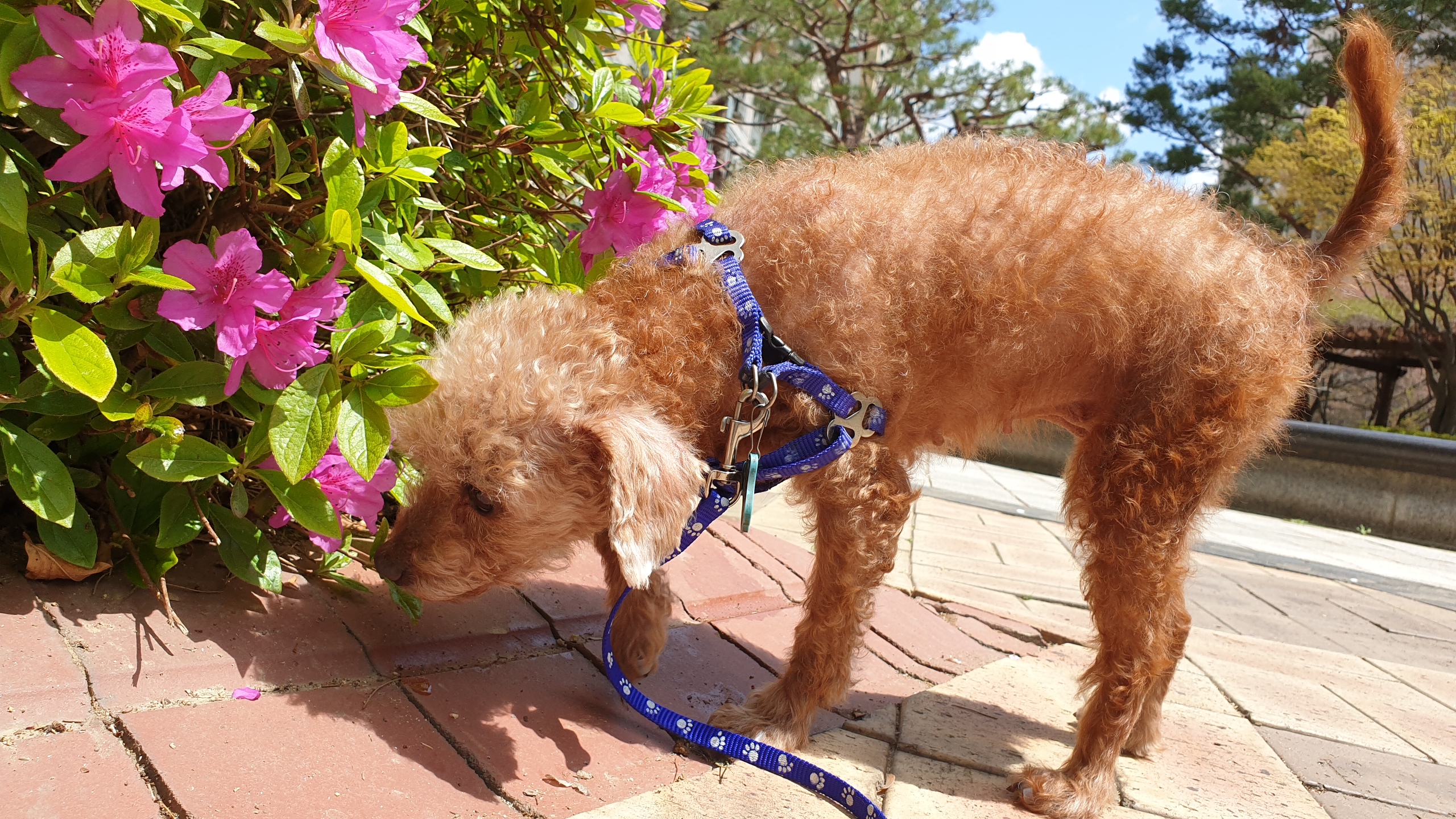 은동(모들)이 입양 1주년