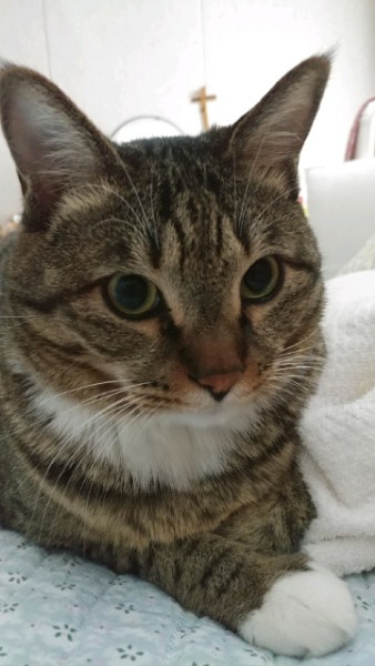 꾸미 (깨죽이) 와의 동거 4년  후기 입니다.