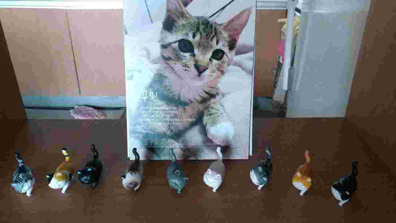 꾸미 (깨죽이) 와의 동거 4년  후기 입니다.